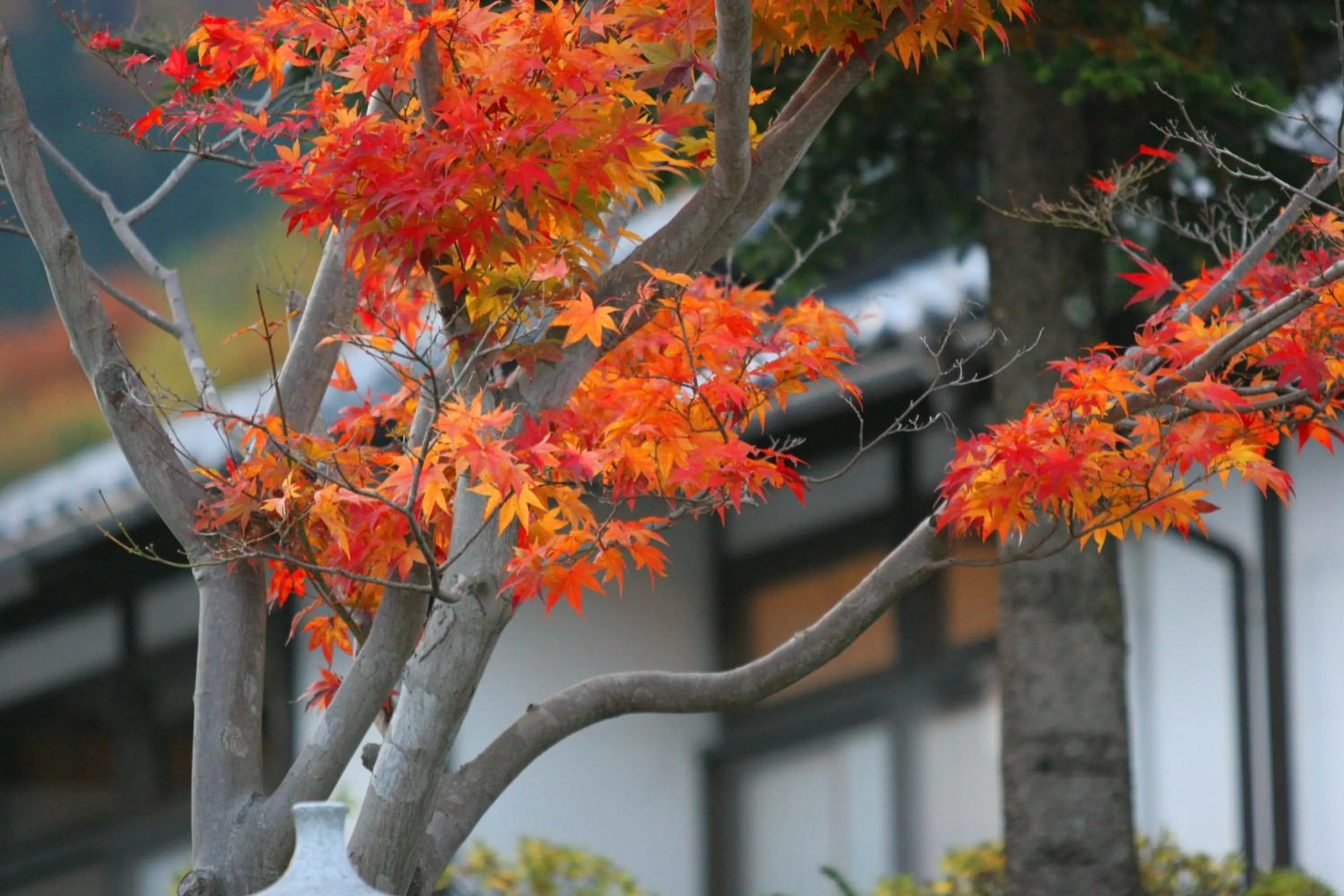 Autumn in Shojuen