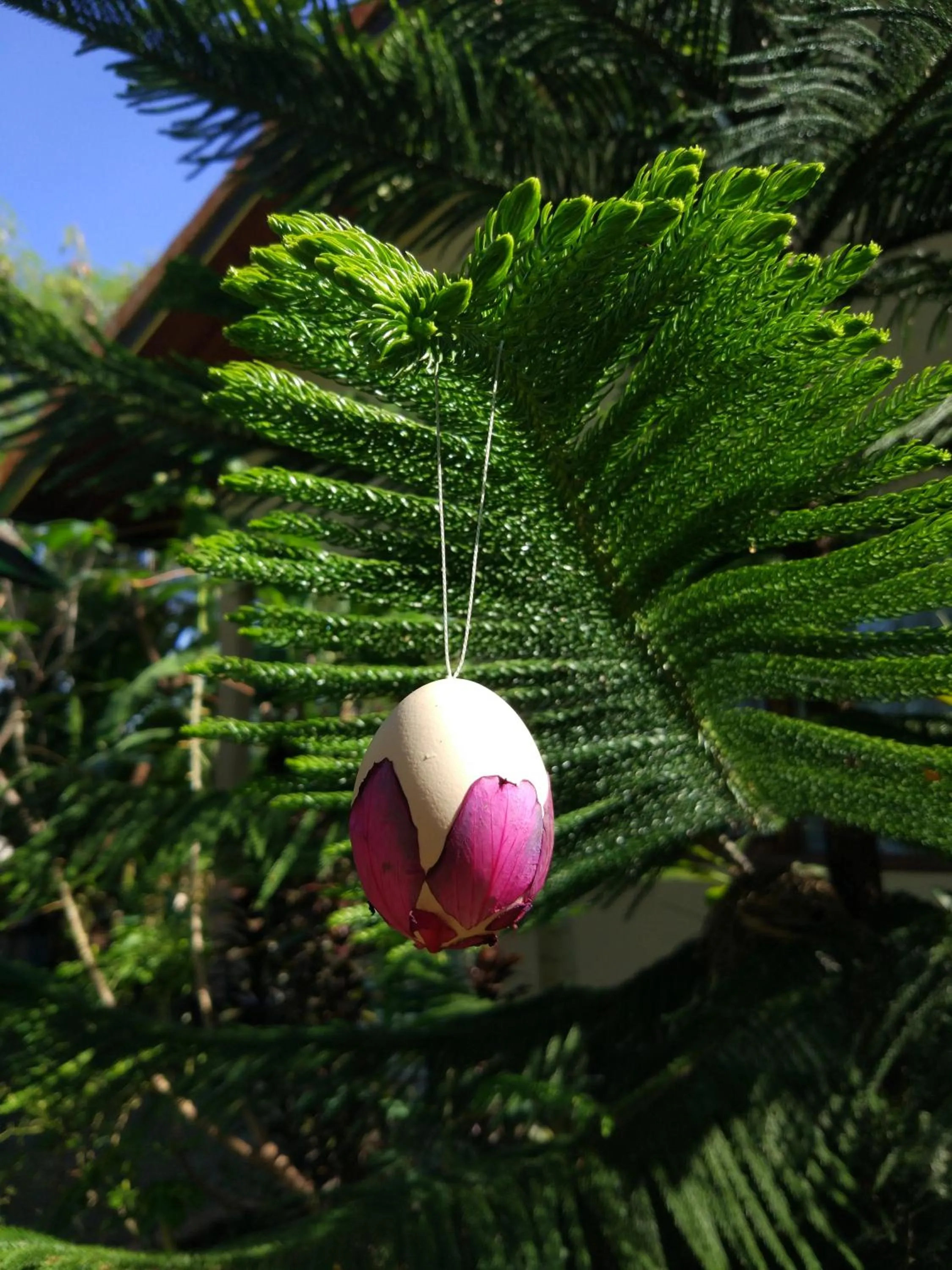Garden in Sunari Guest House
