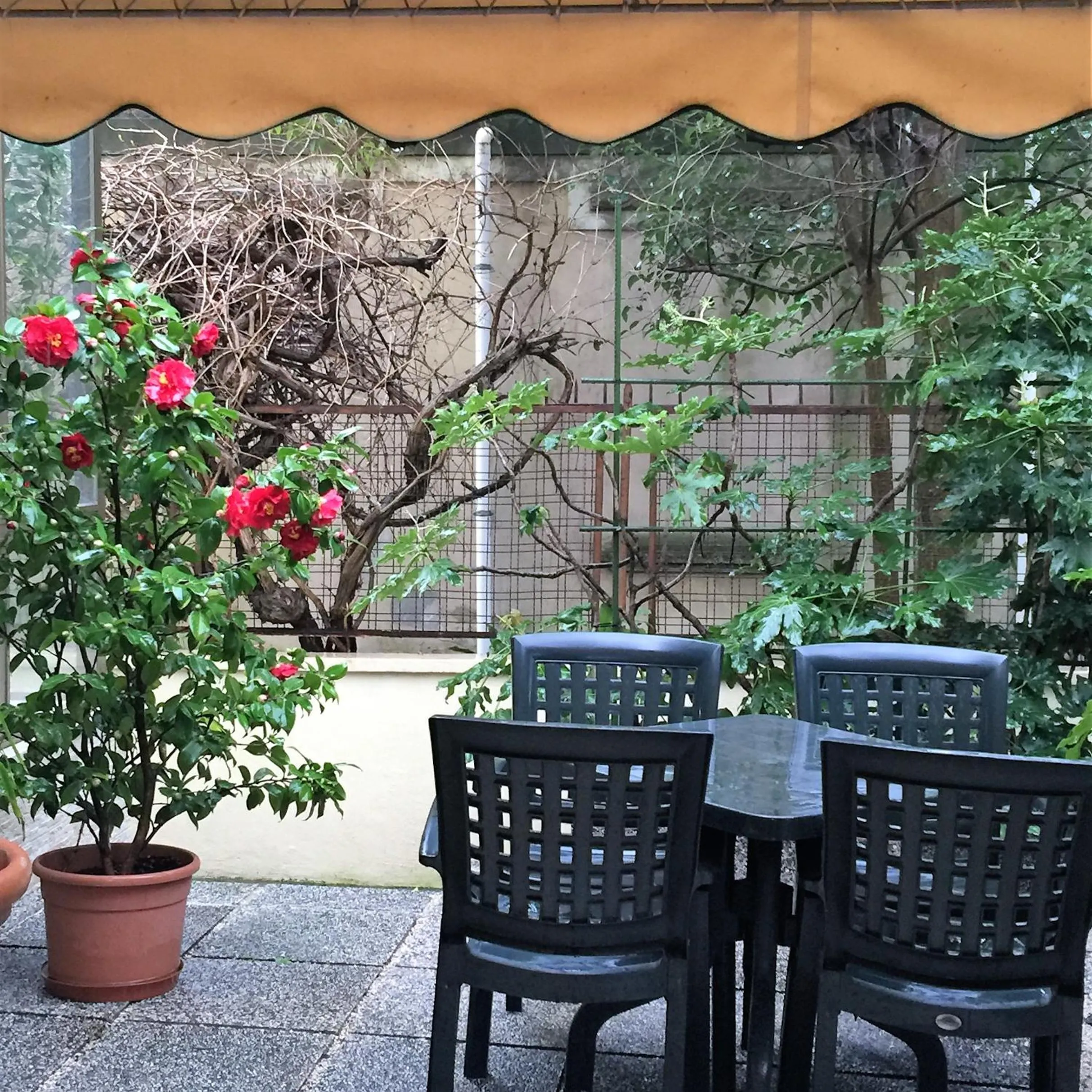 Garden in Hotel Athena