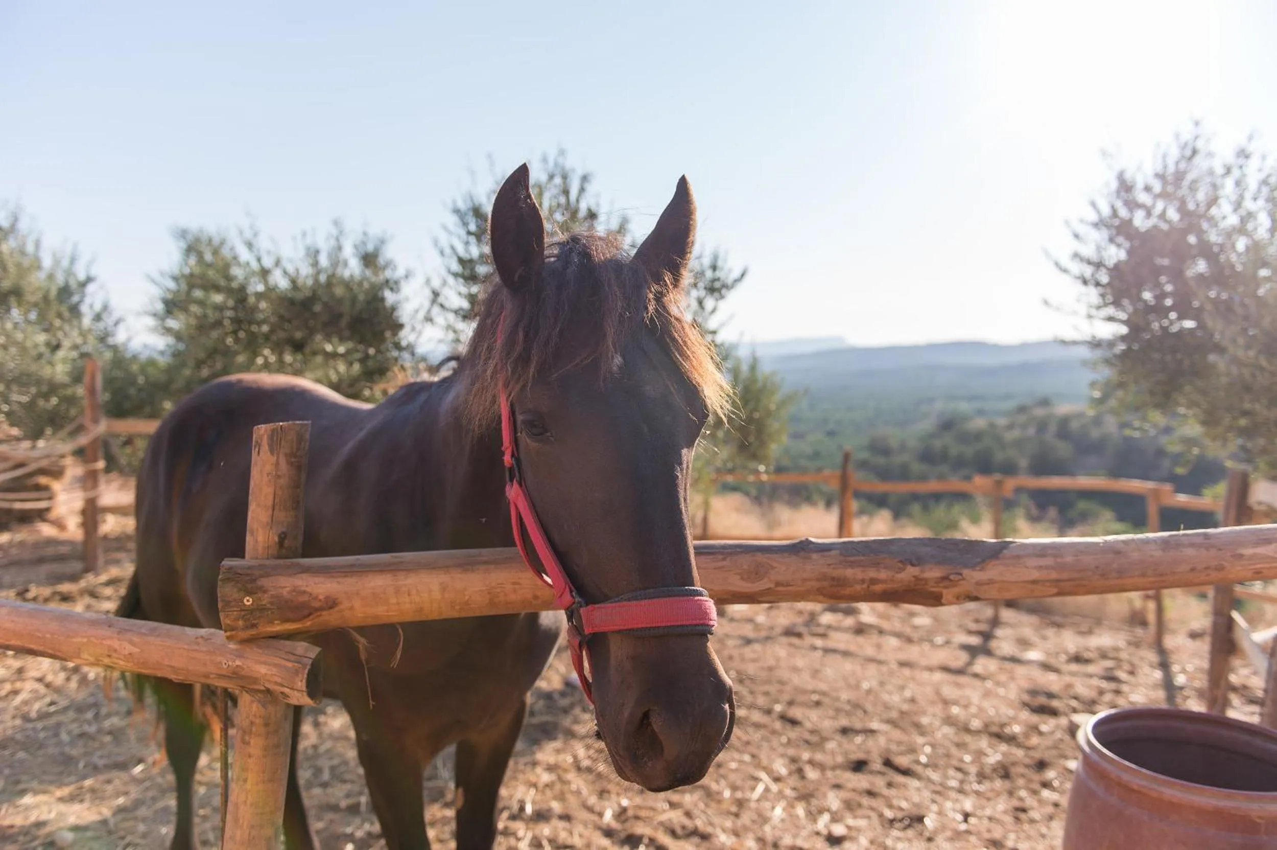 Animals in Lameriana Luxury Village