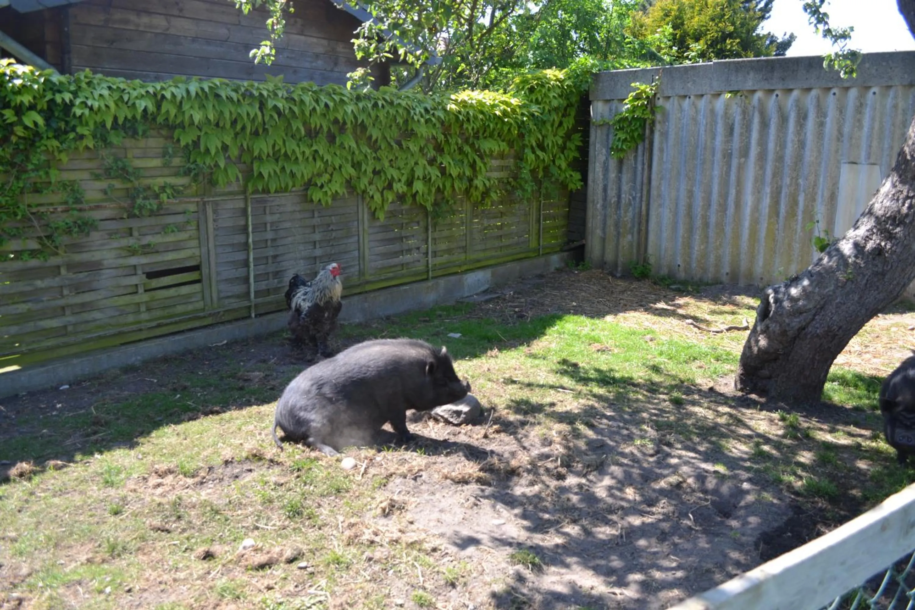 Animals in Hotel & Ferienunterkünfte Hus Seeblick