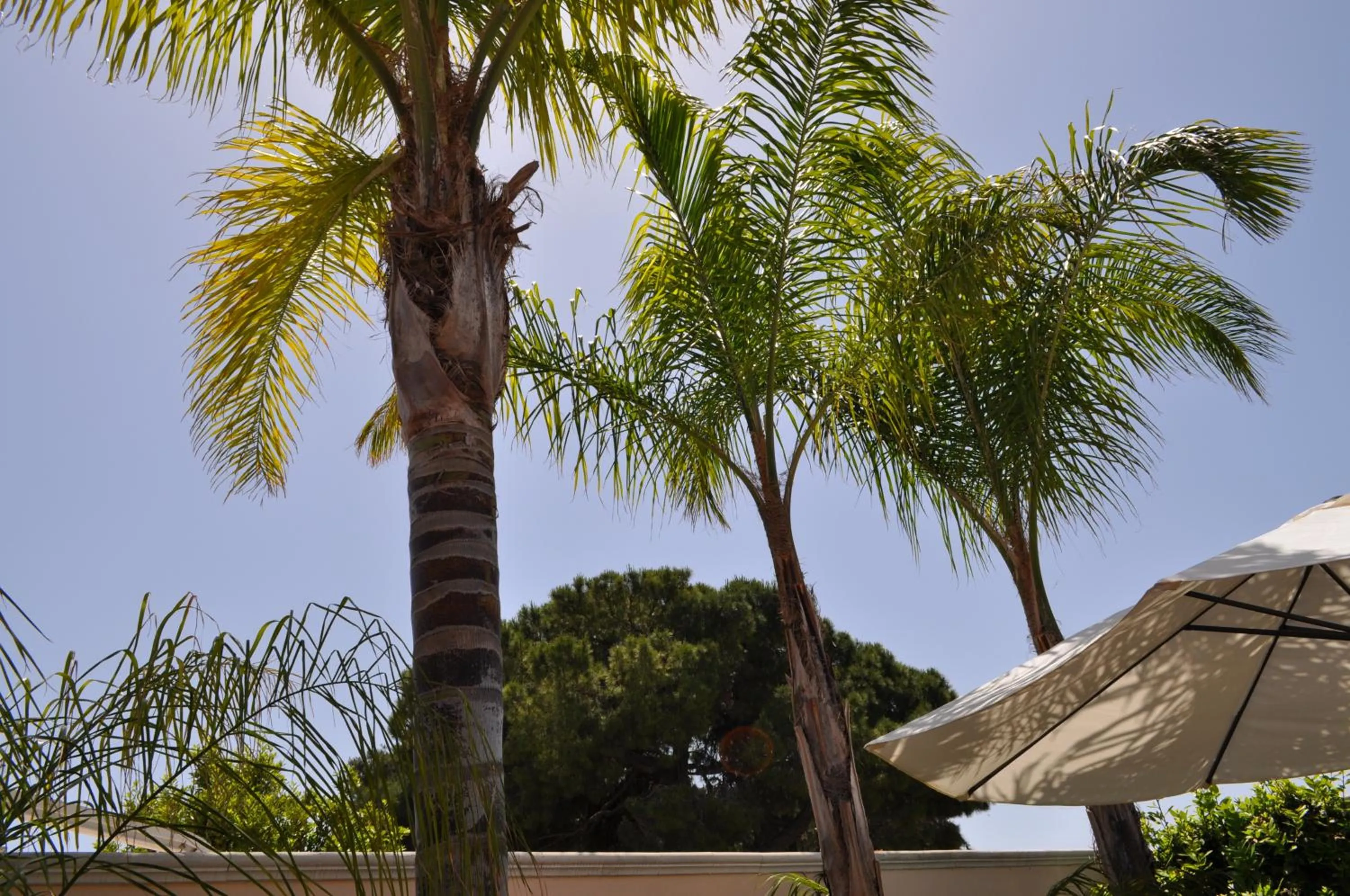 Garden in 7 Contrade