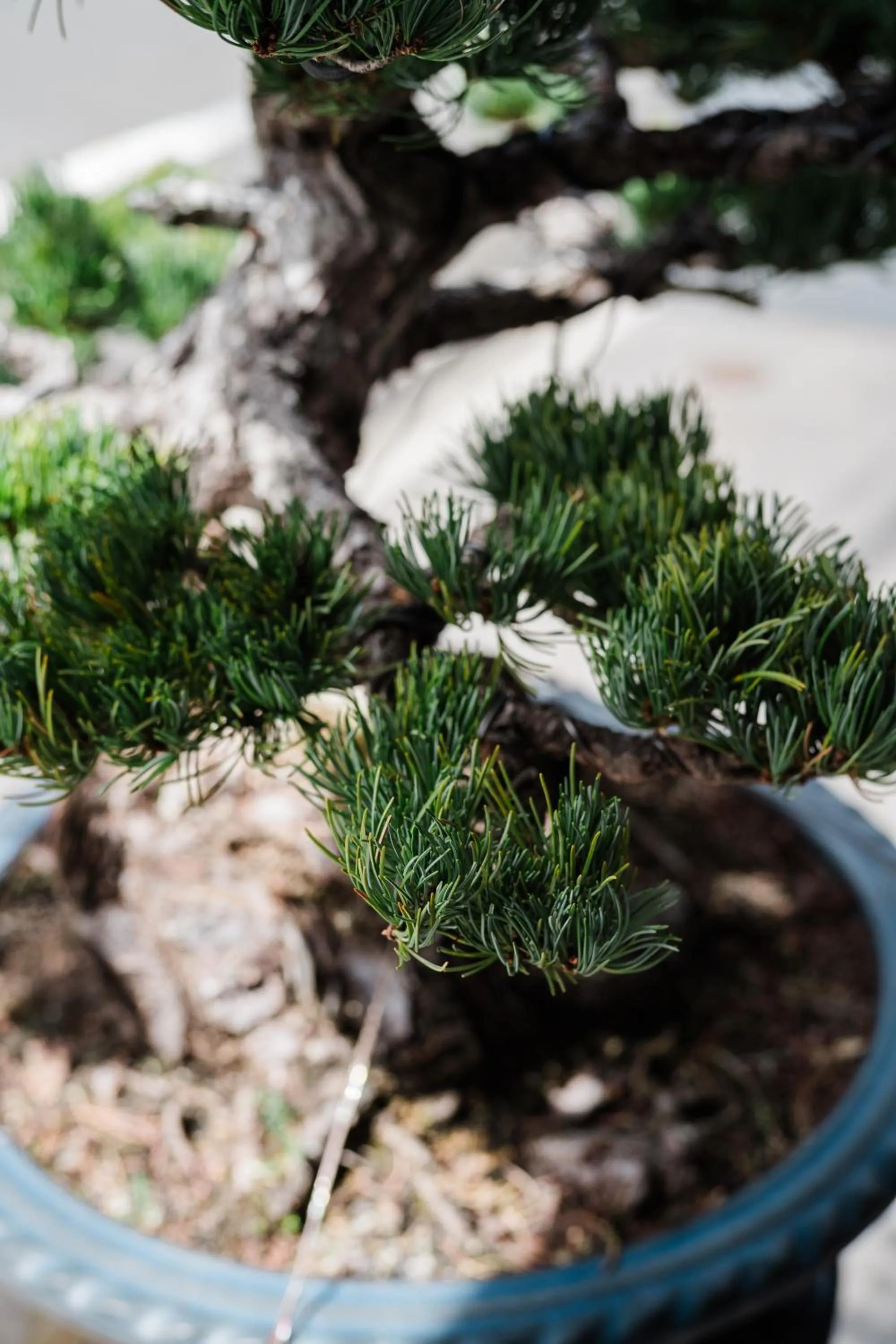 Patio in KIORI Collection Shinmachi