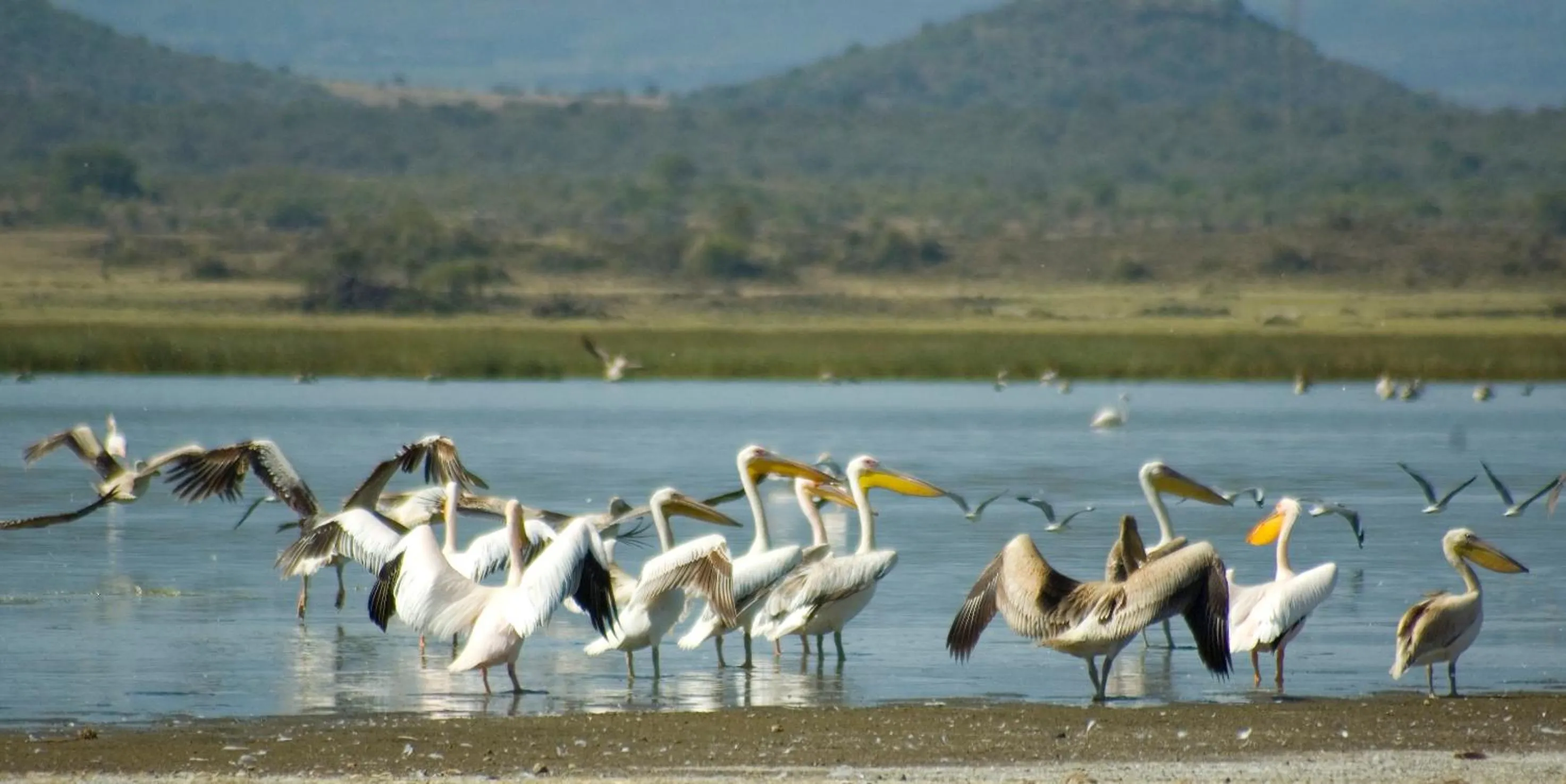 Natural landscape in Jacaranda Lake Elementaita Lodge