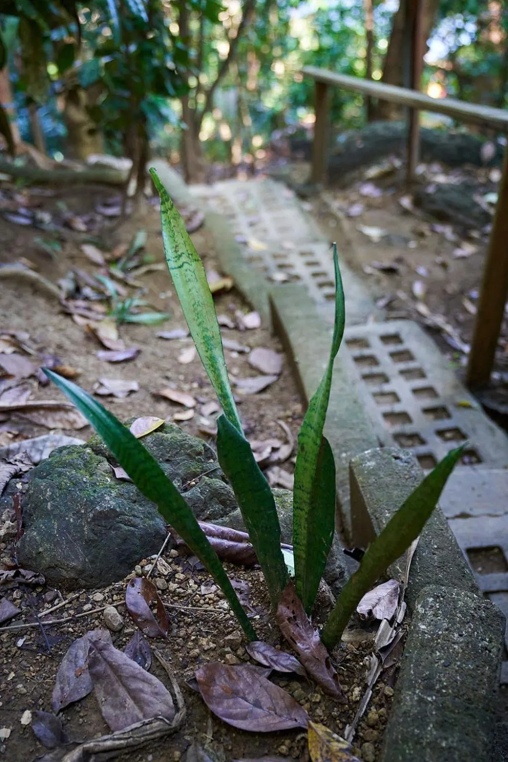 Luz En El Cielo Eco-B&B/Hostel