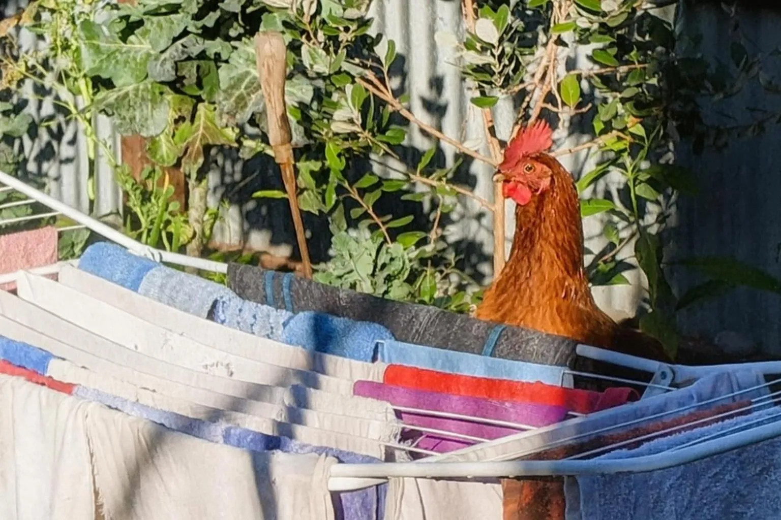 Garden in Around The World Backpackers