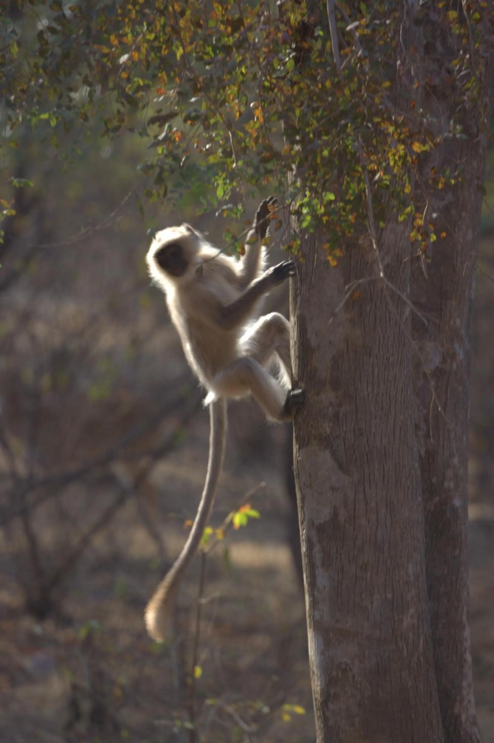 Animals in Rajputana Heritage