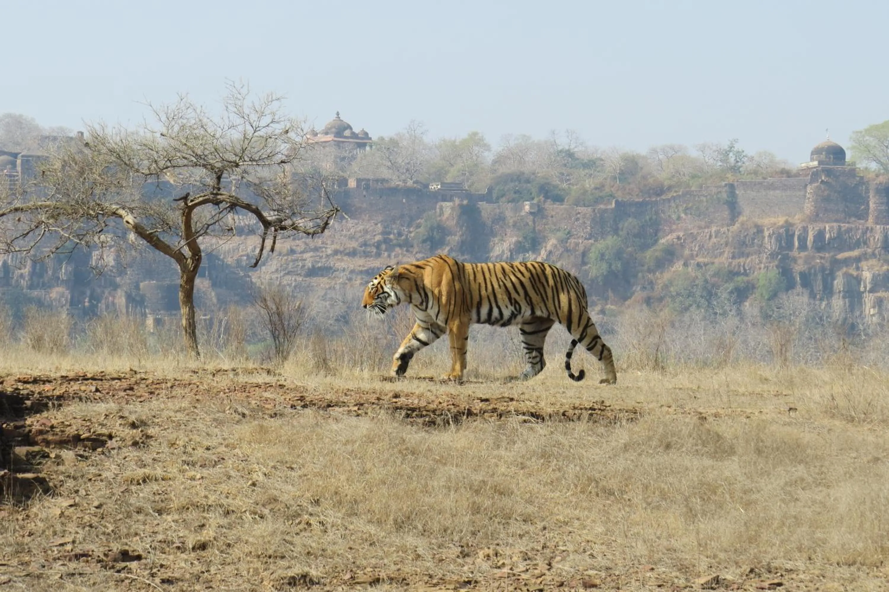 Animals in Rajputana Heritage