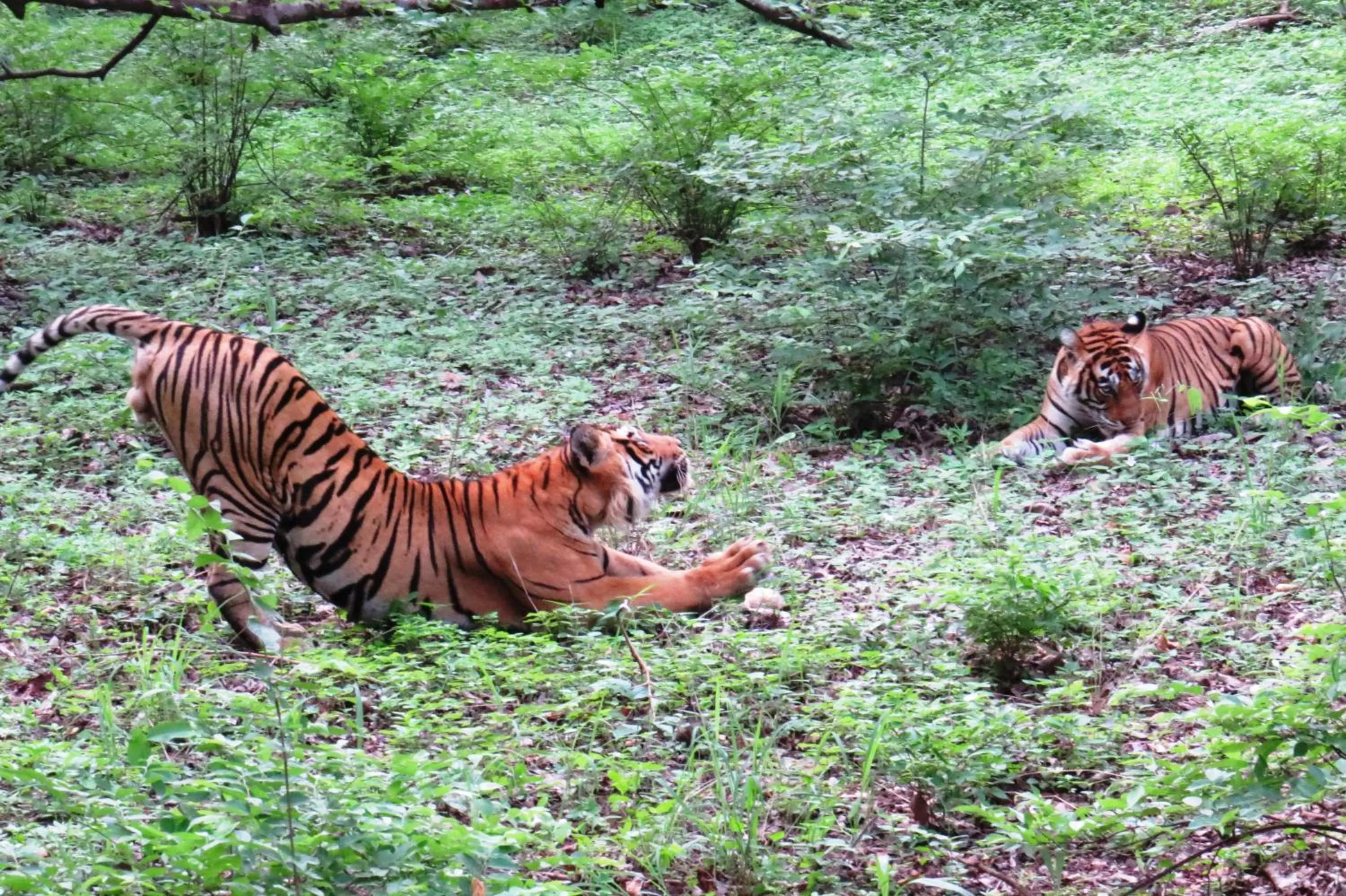 Animals in Rajputana Heritage