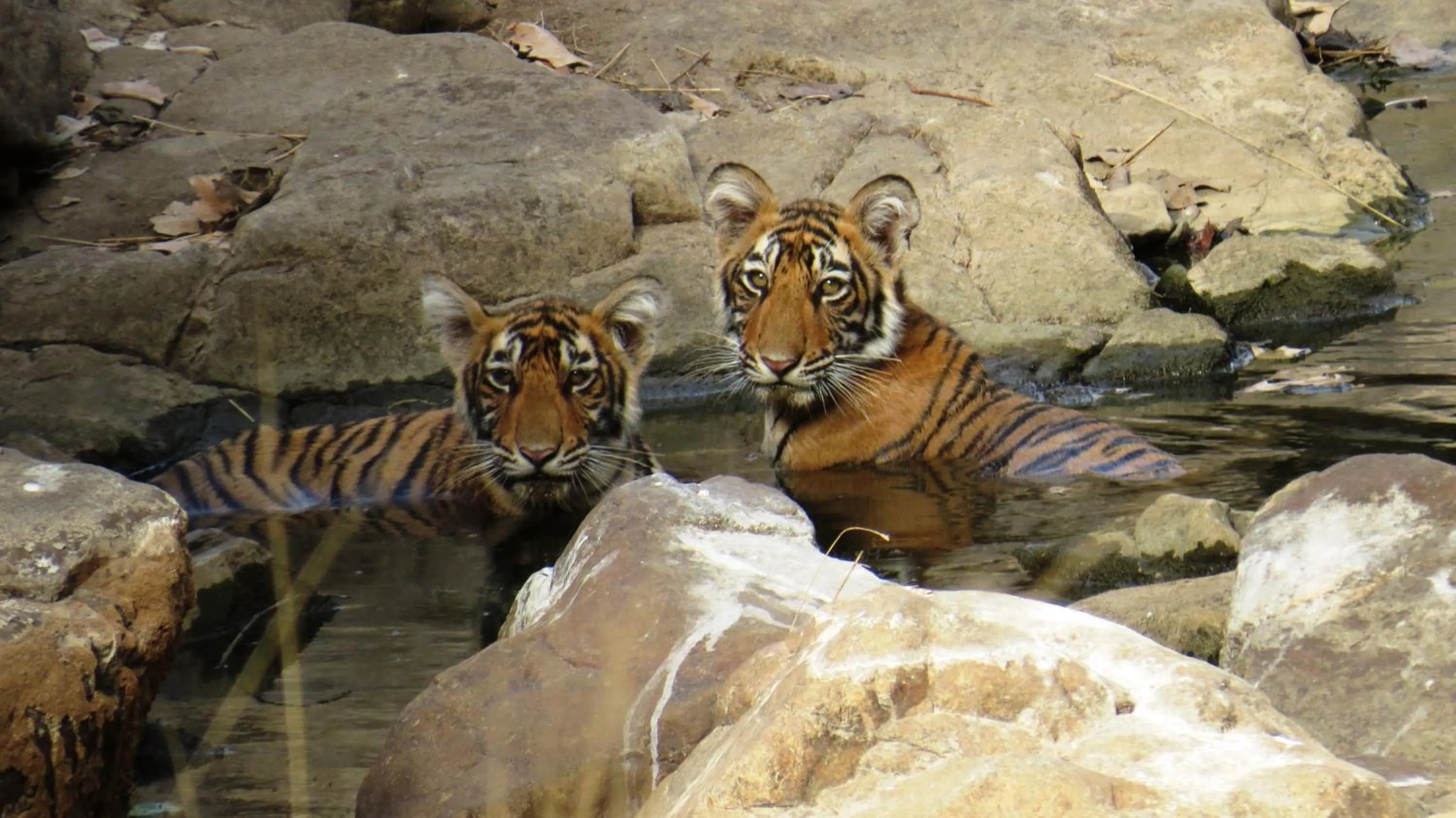 Animals in Rajputana Heritage