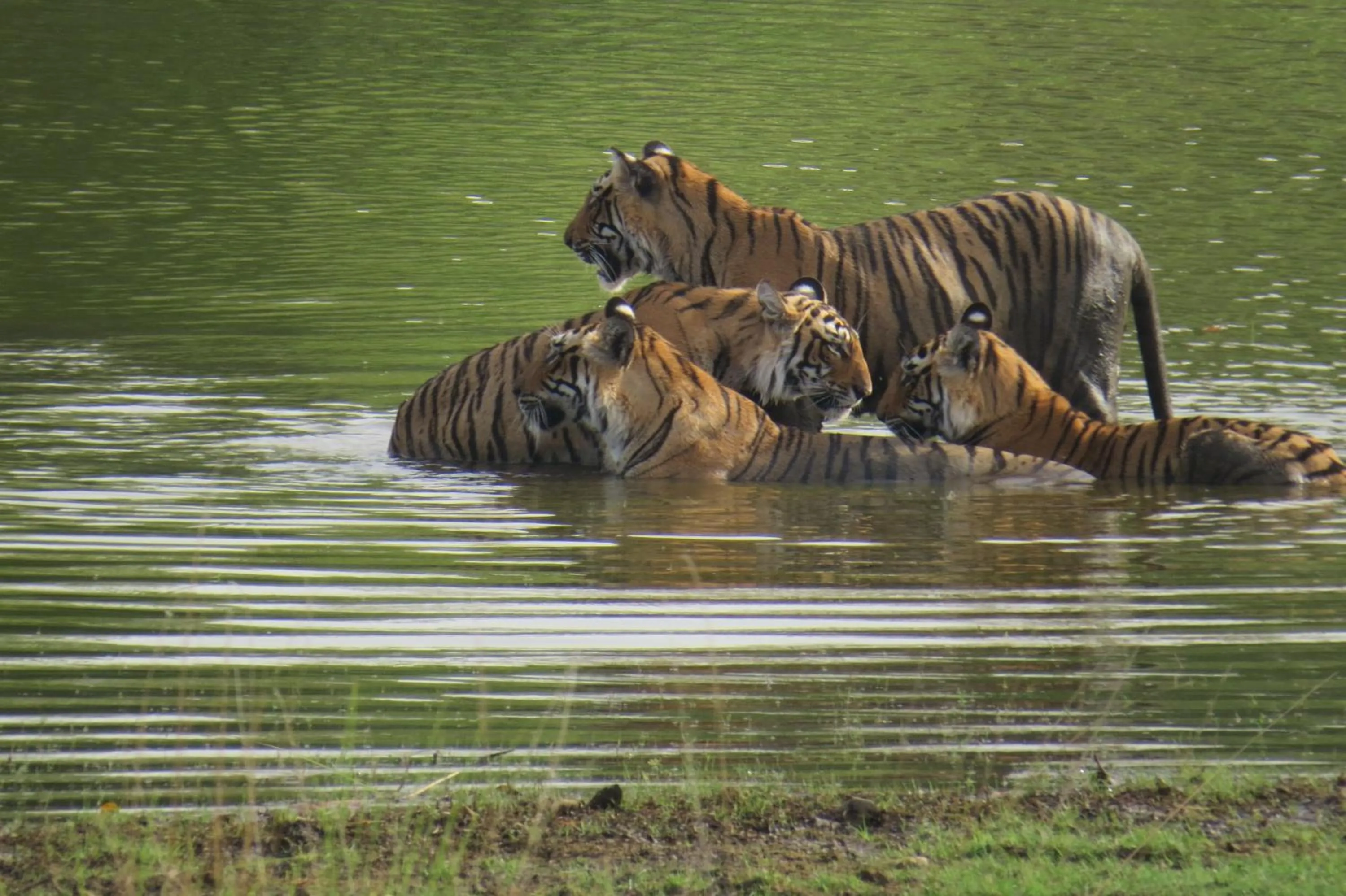 Animals in Rajputana Heritage