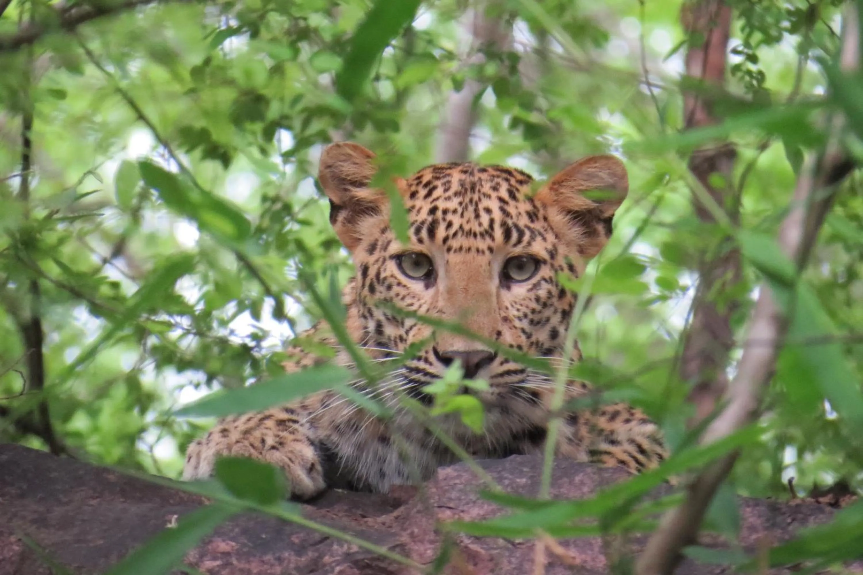 Animals in Rajputana Heritage
