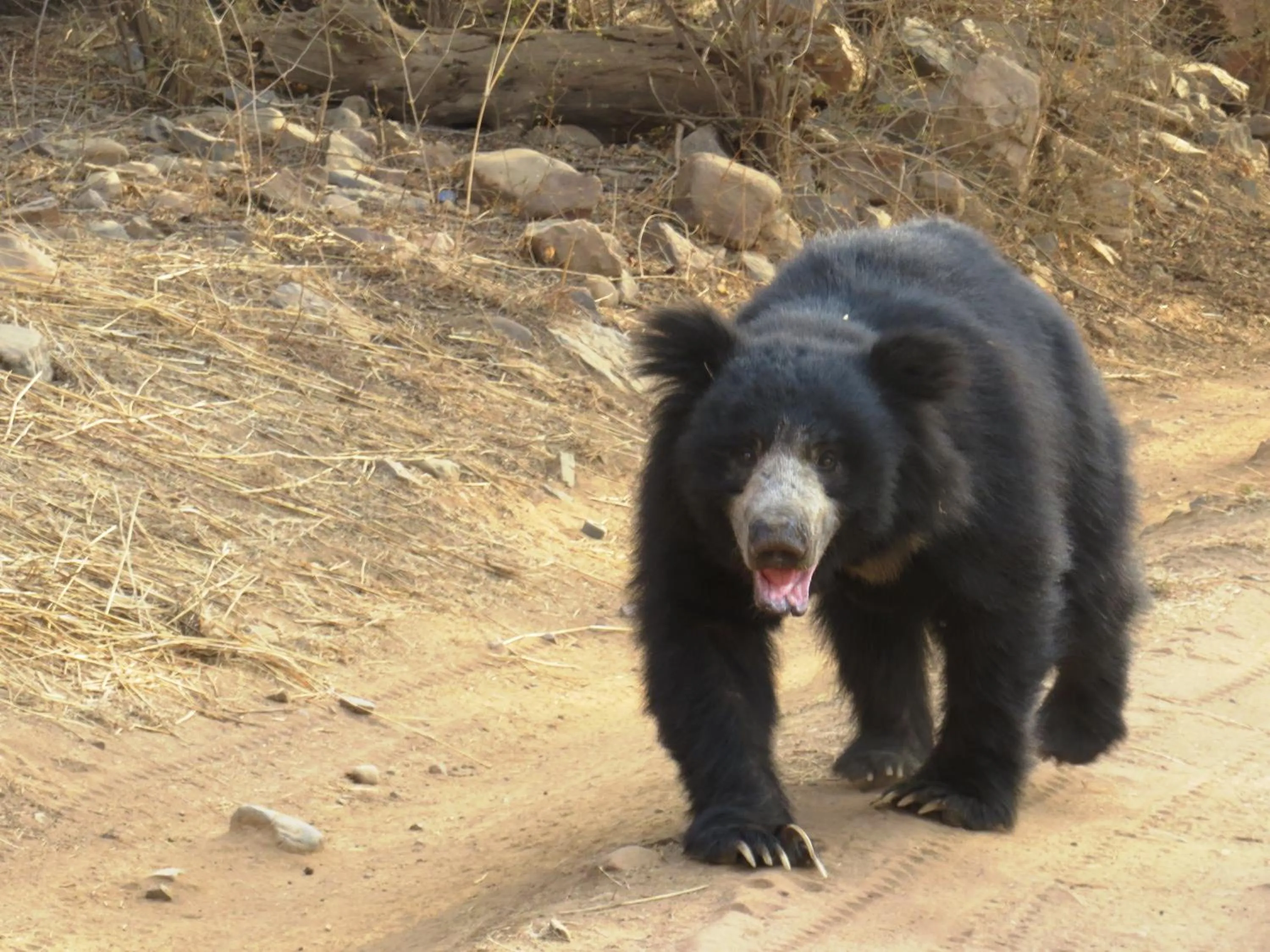Animals in Rajputana Heritage