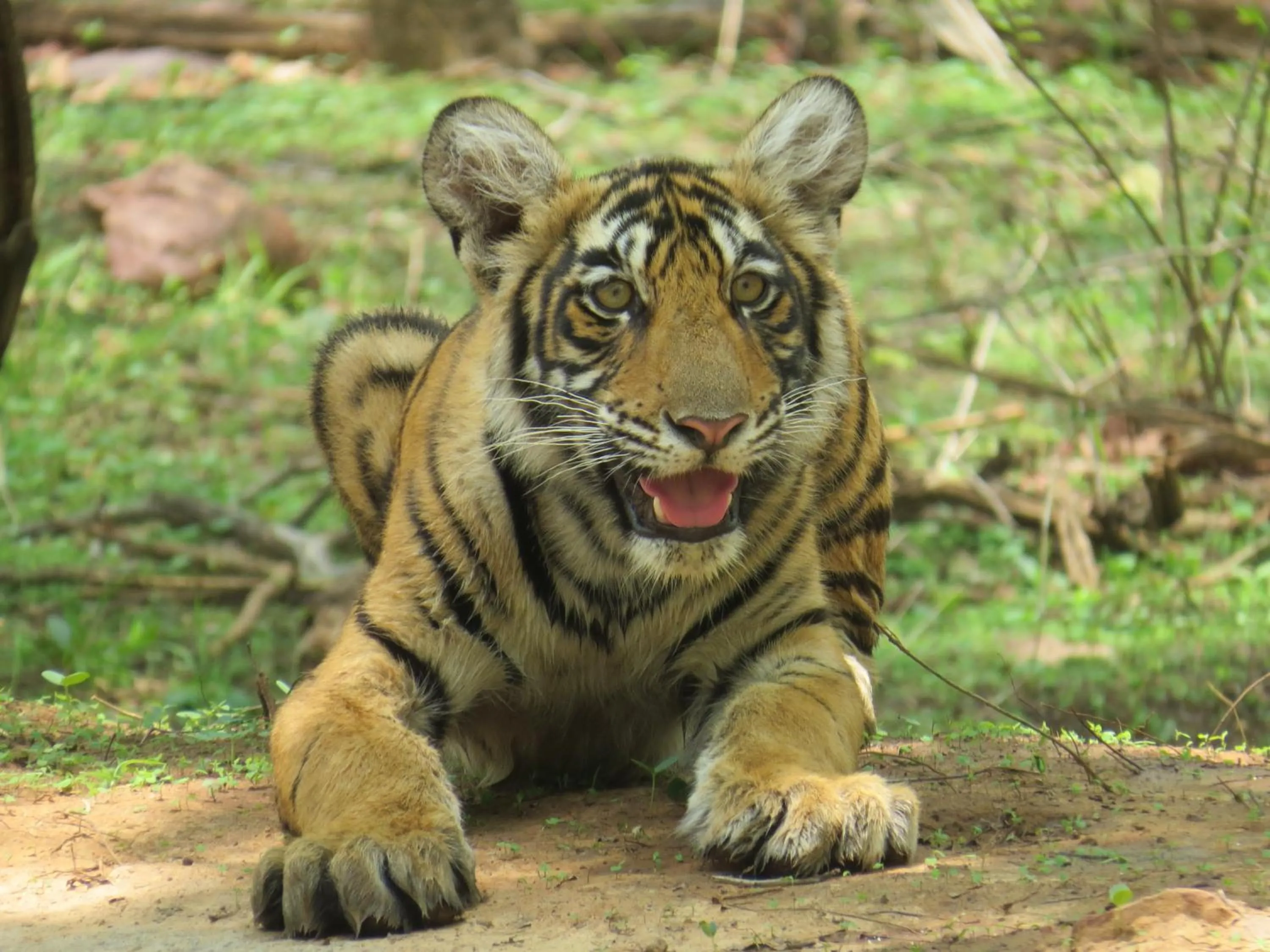 Animals in Rajputana Heritage