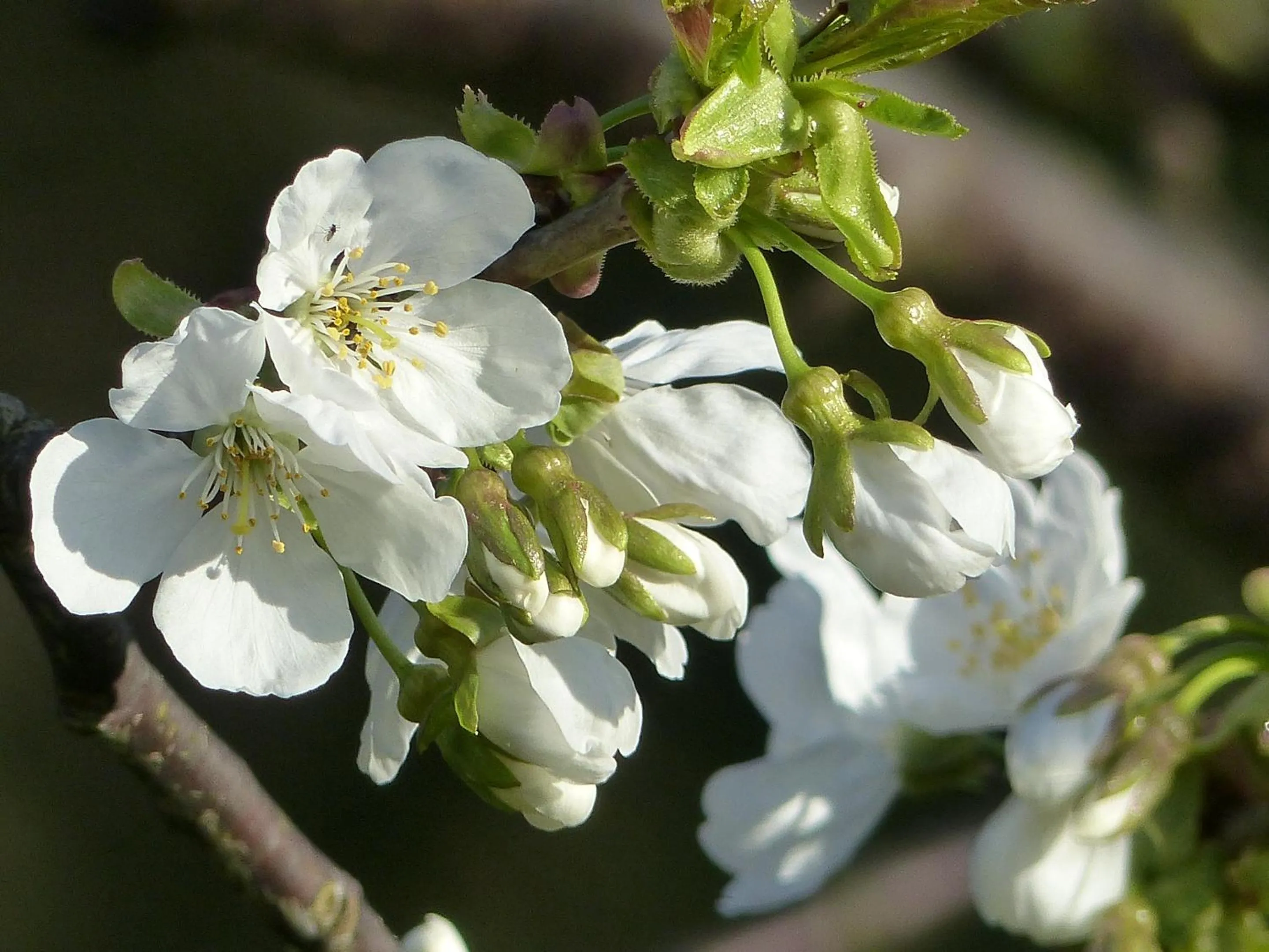 Property building in Absolut Oiseaux