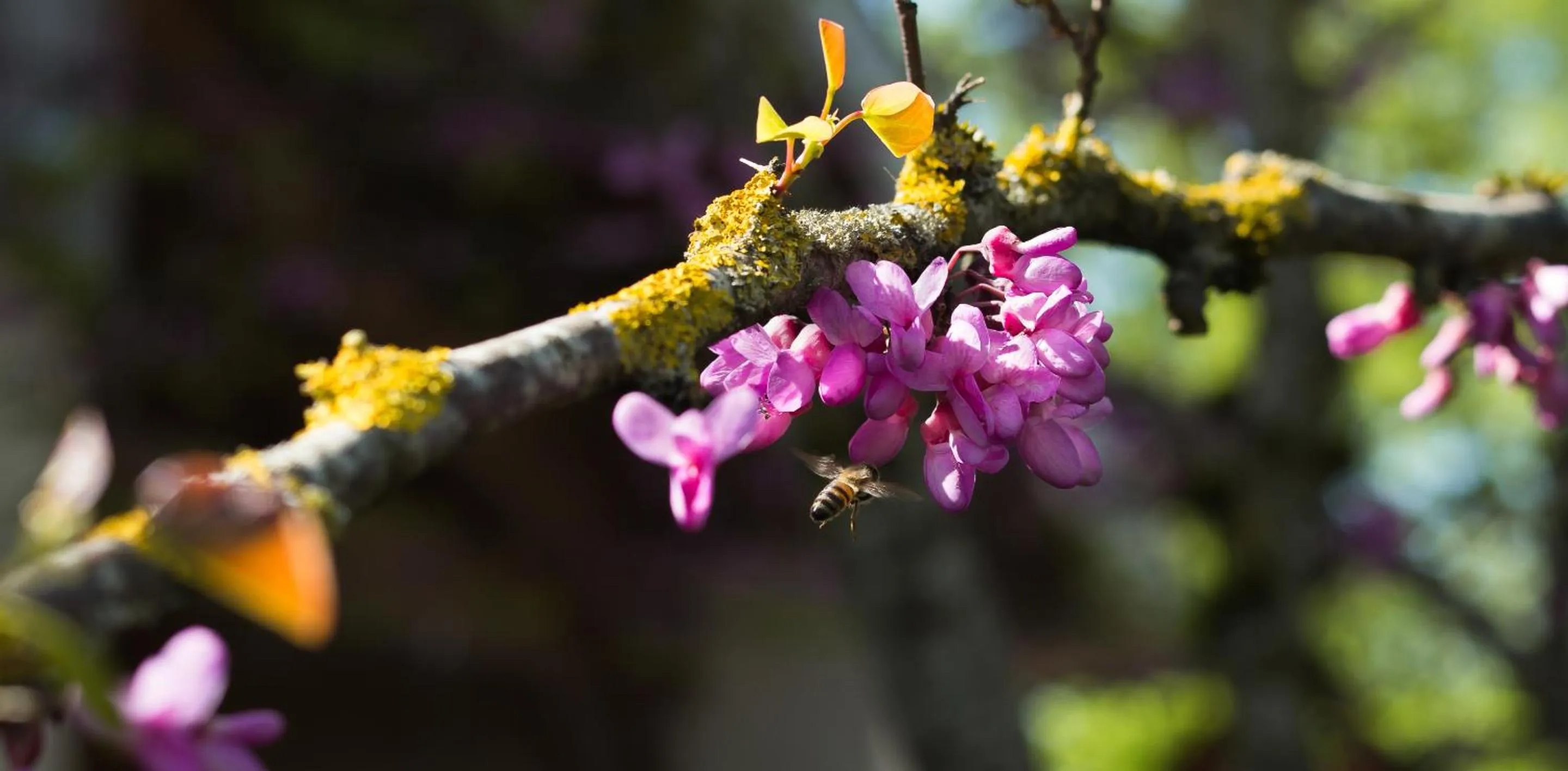 Property building in Absolut Oiseaux