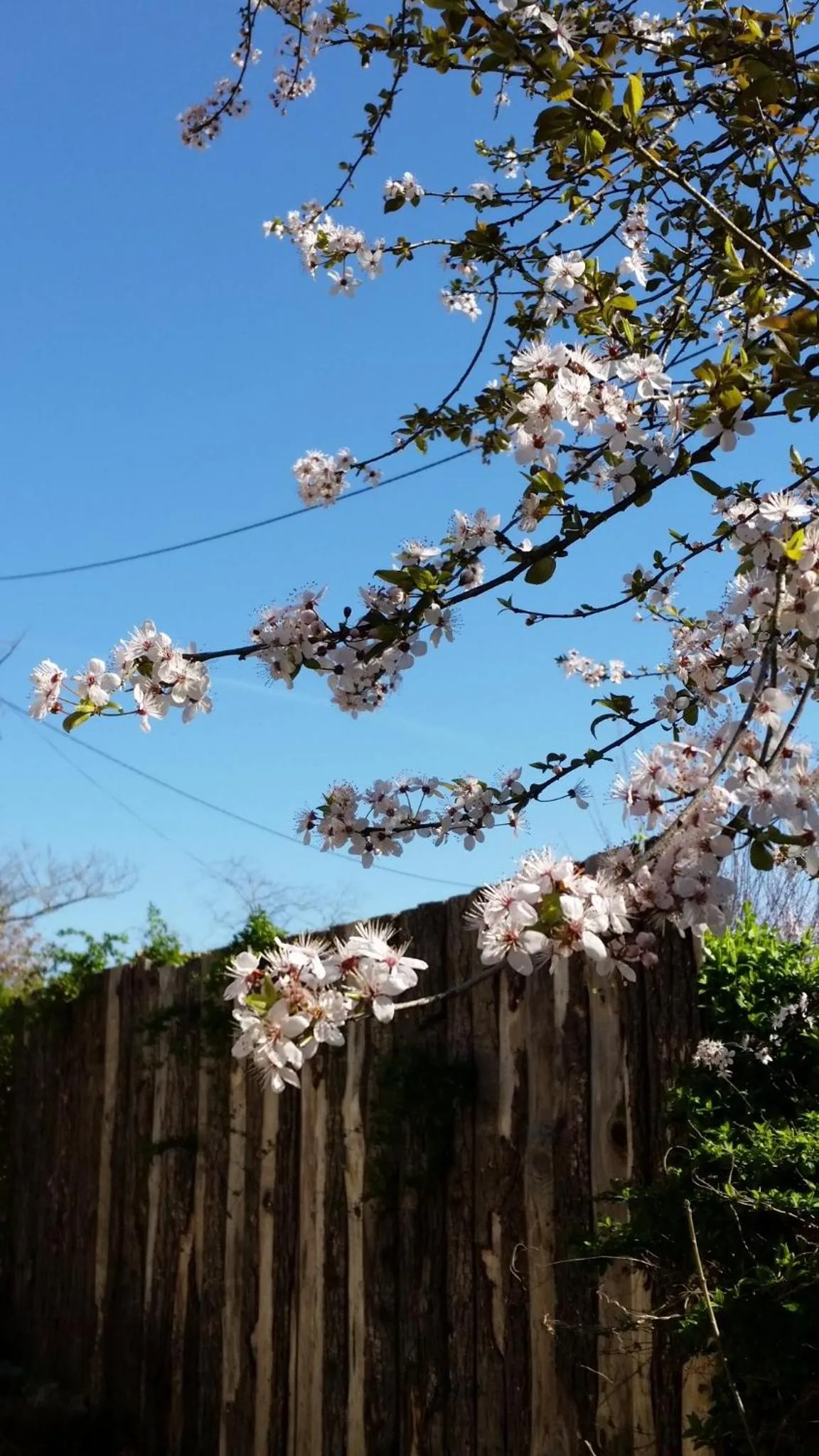 Property building in Absolut Oiseaux