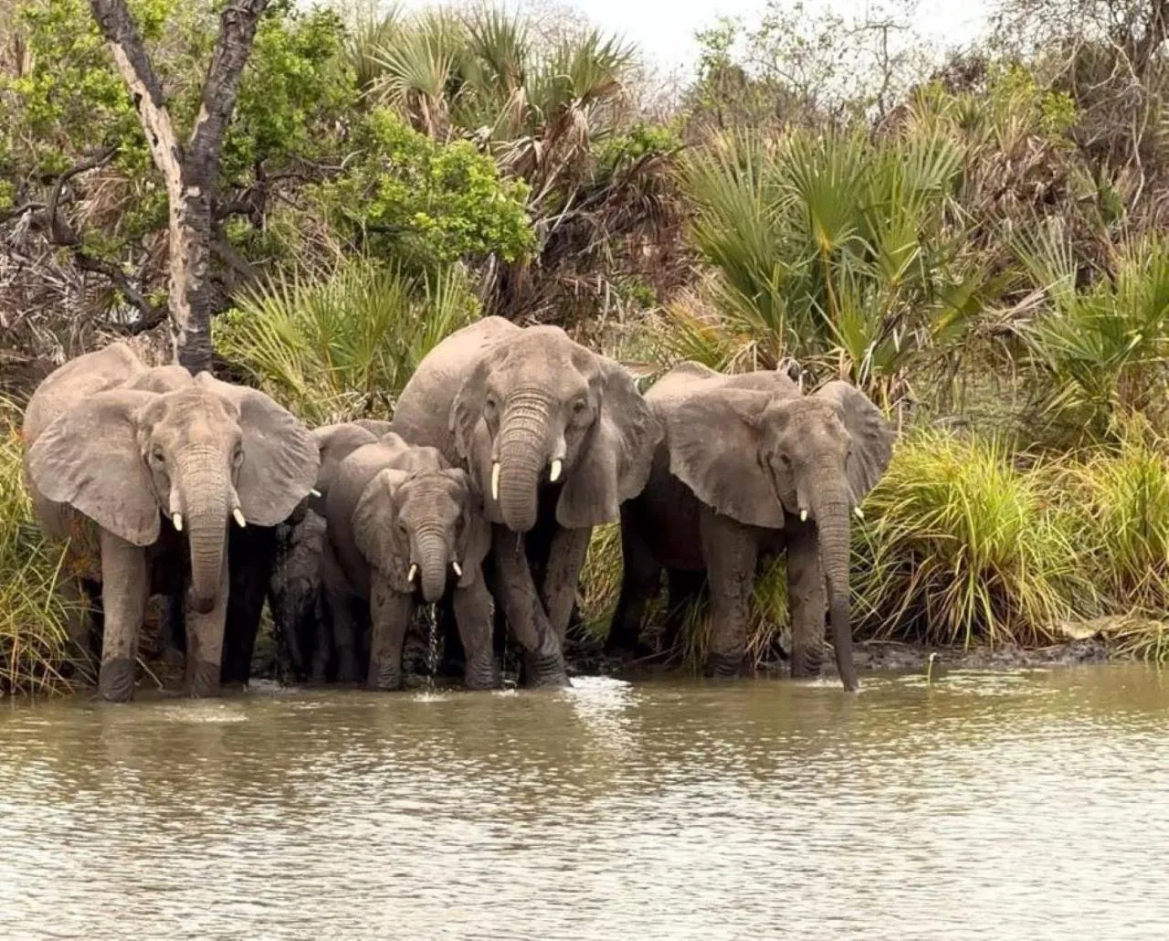 Animals in Barry's Beach Resort