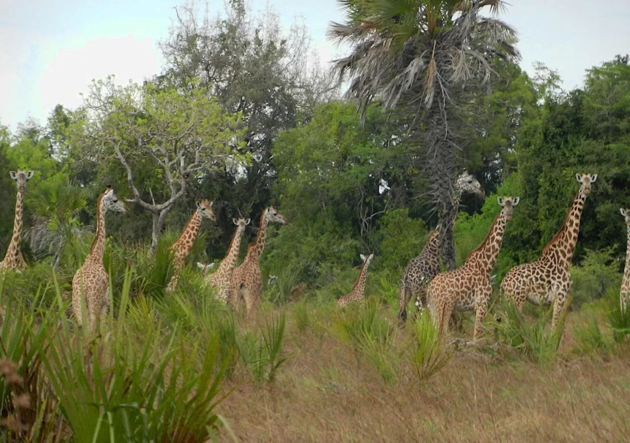 Animals in Barry's Beach Resort