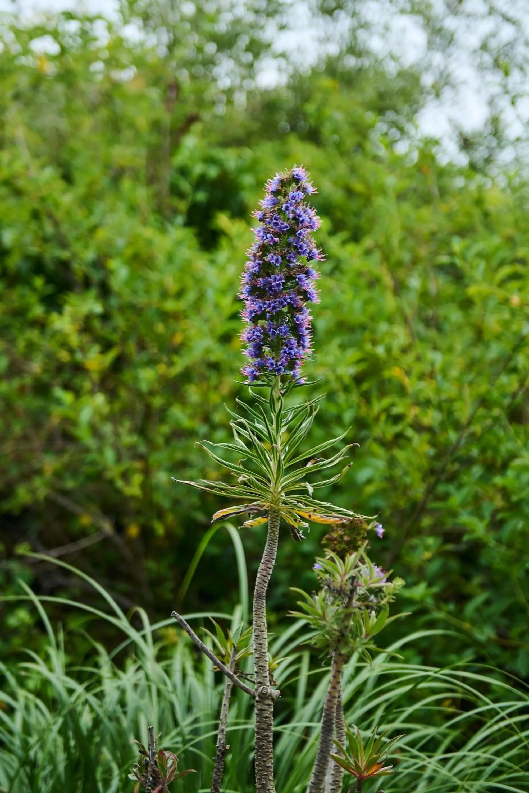 Garden in Madeira House