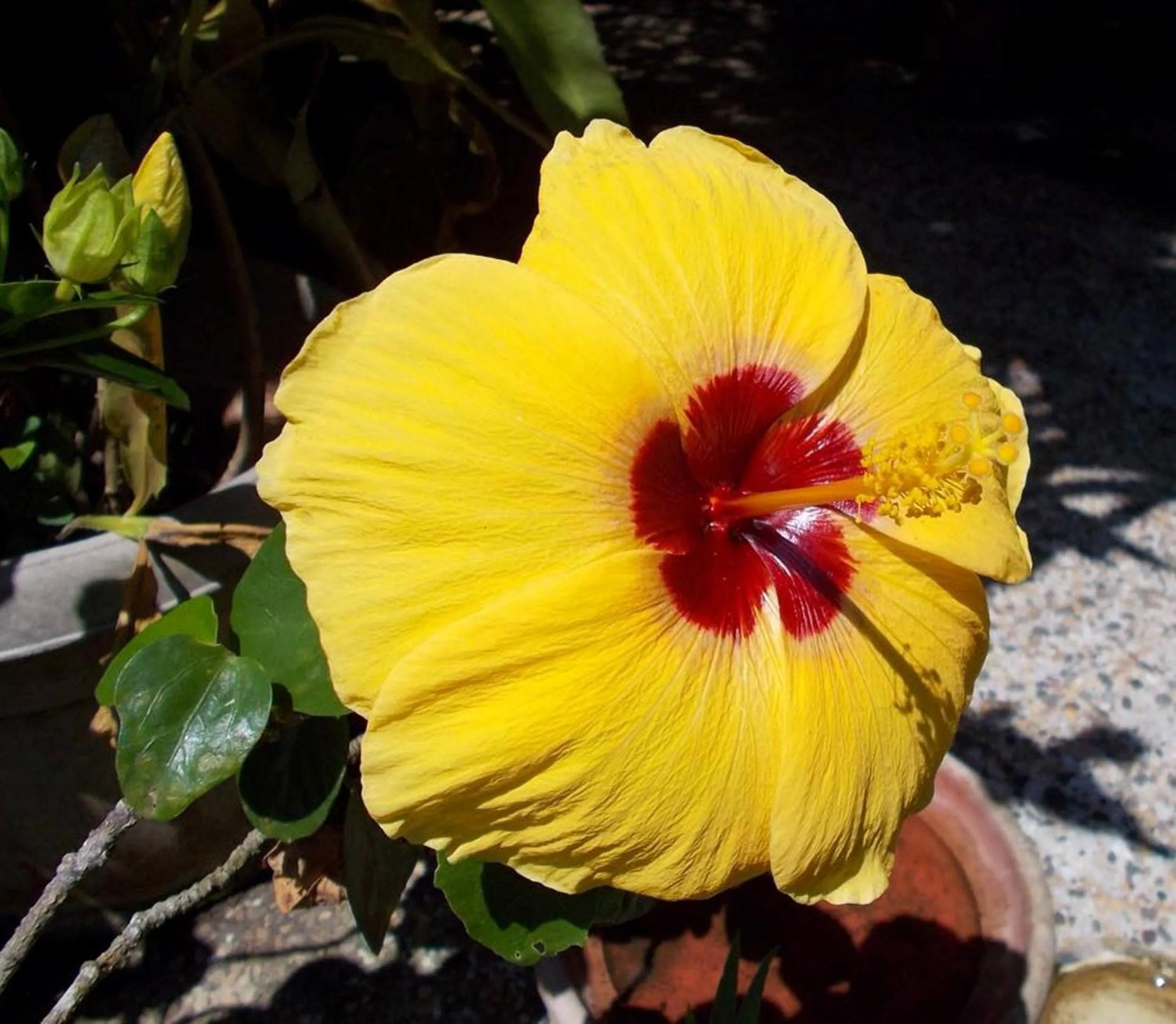 Garden in Camiguin Island Golden Sunset Beach Club