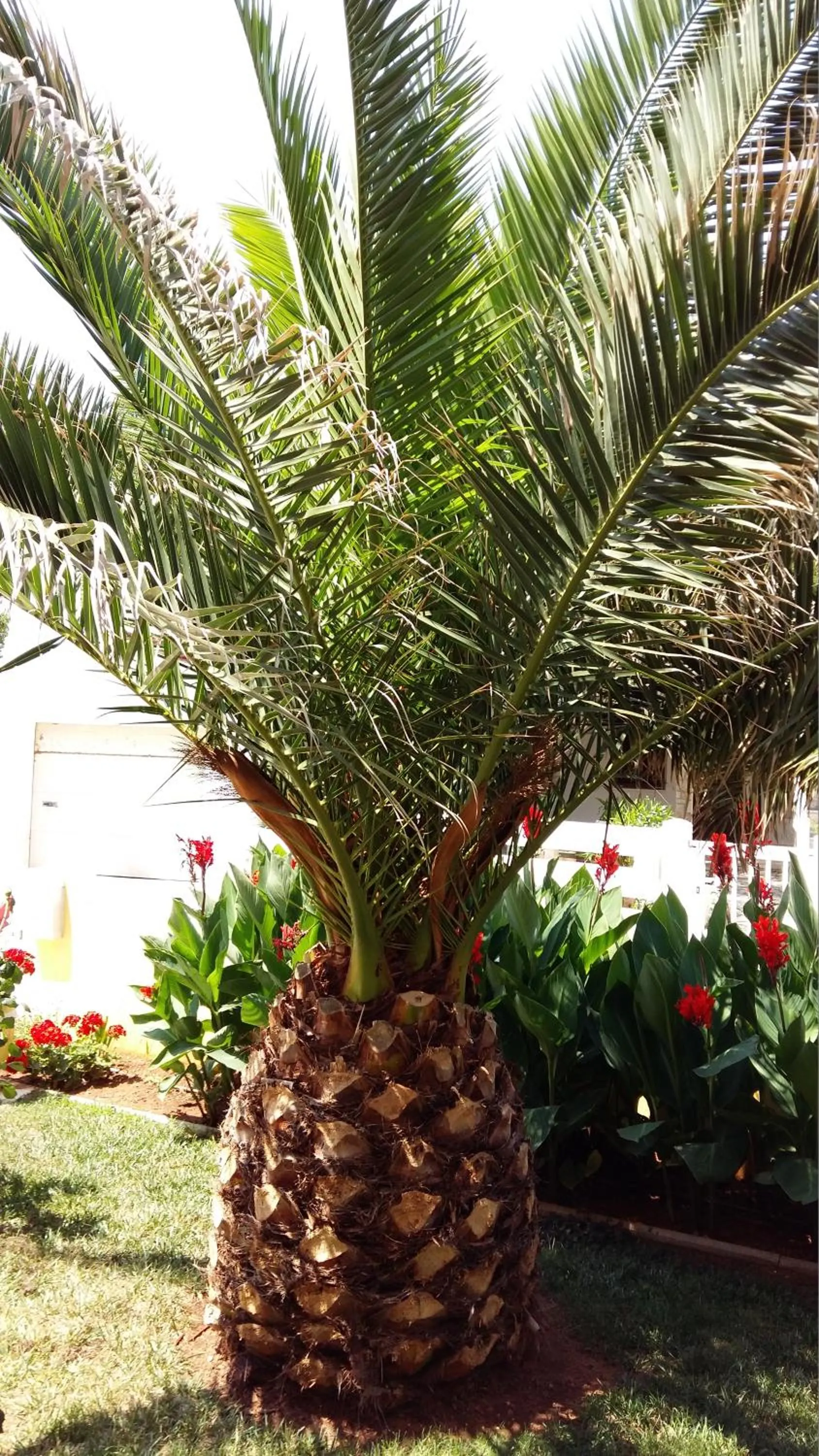 Garden in Apartments Vila Ana
