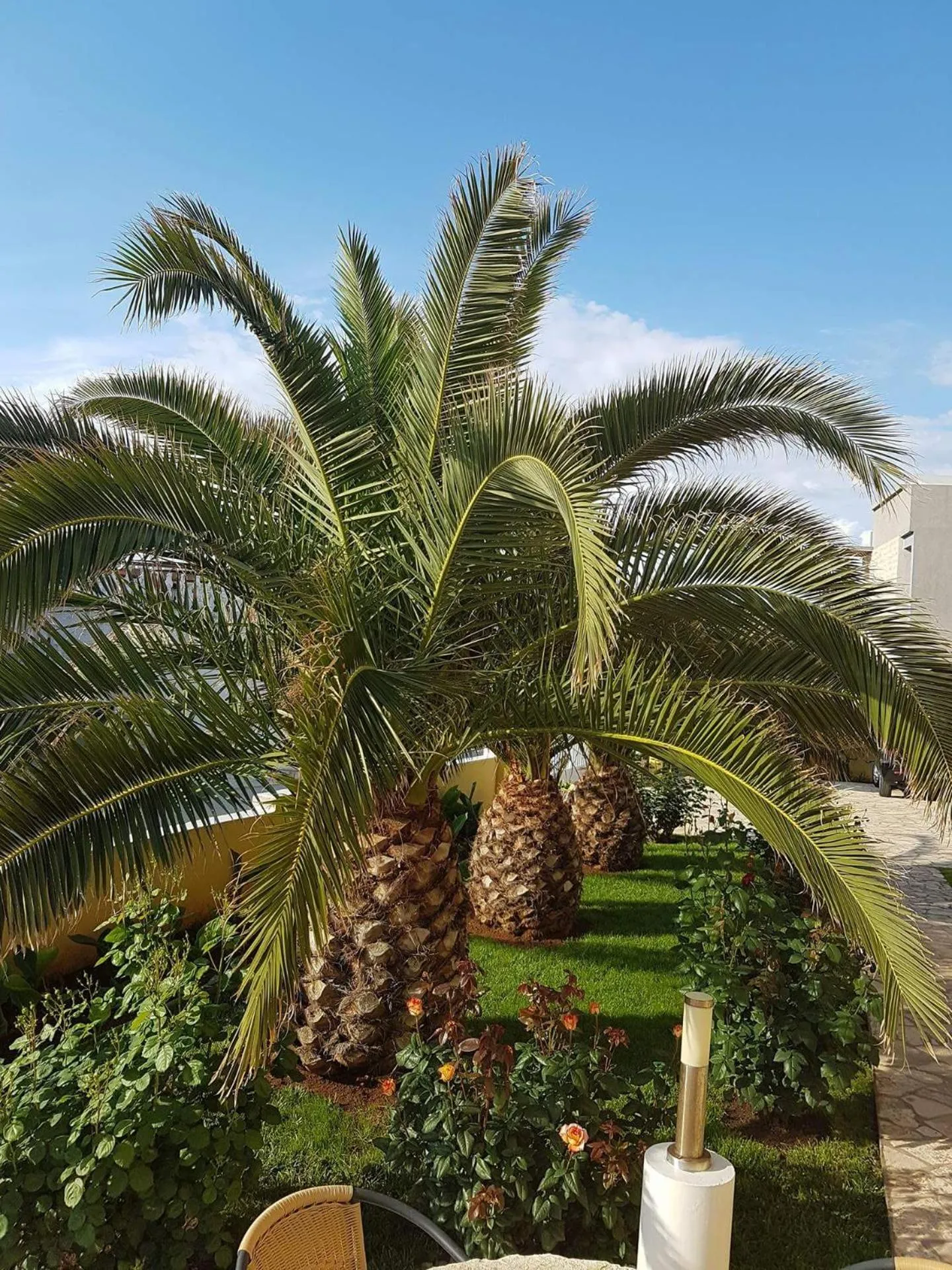 Garden view in Apartments Vila Ana