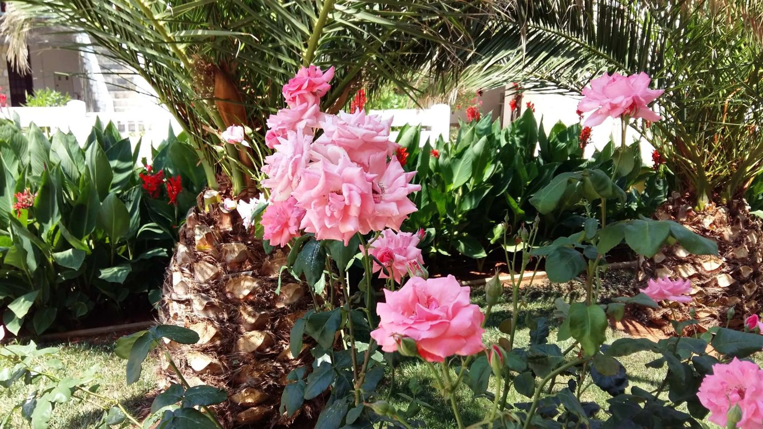 Garden in Apartments Vila Ana
