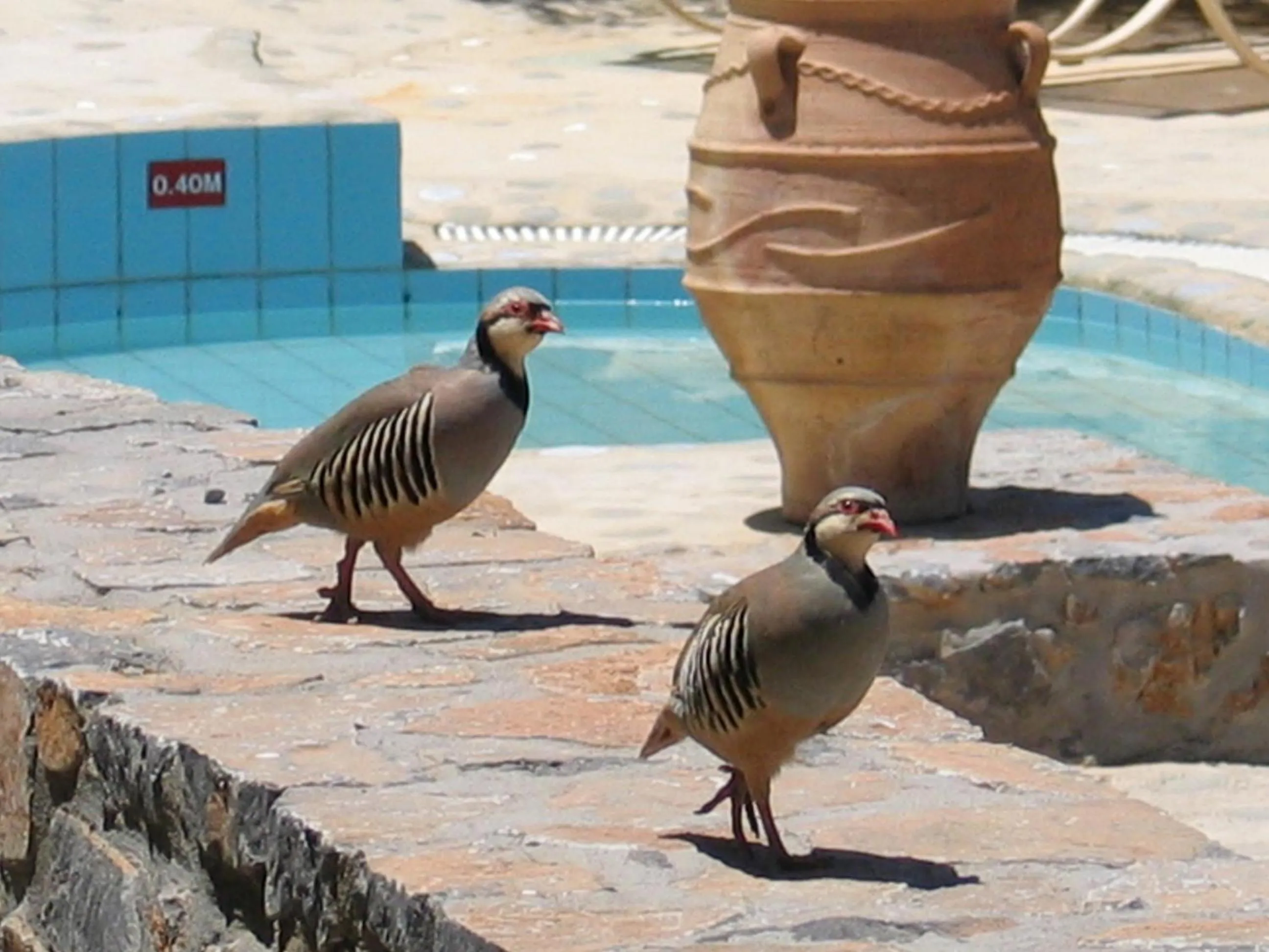 Area and facilities in Country Hotel Velani