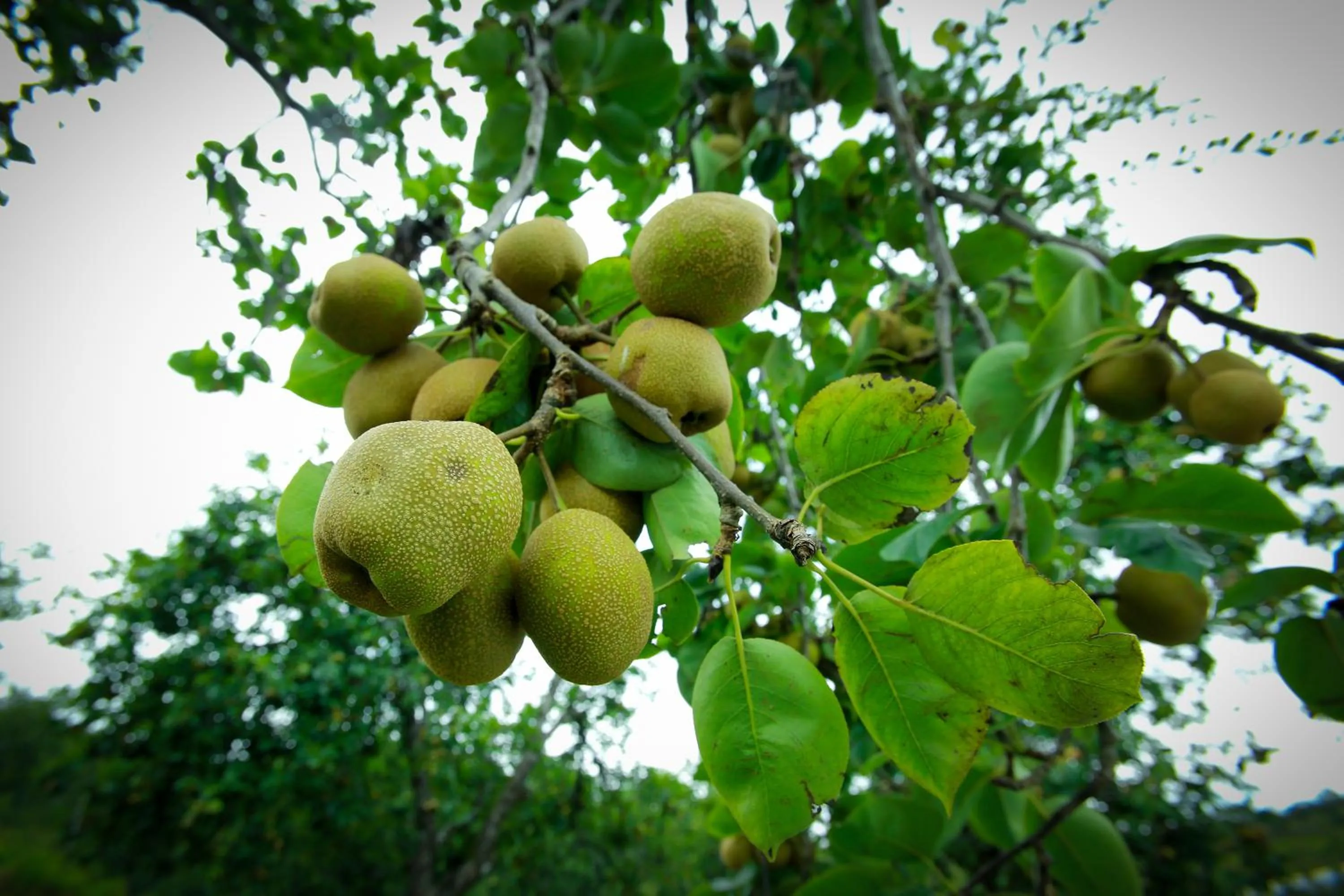 Natural landscape in The Pear County