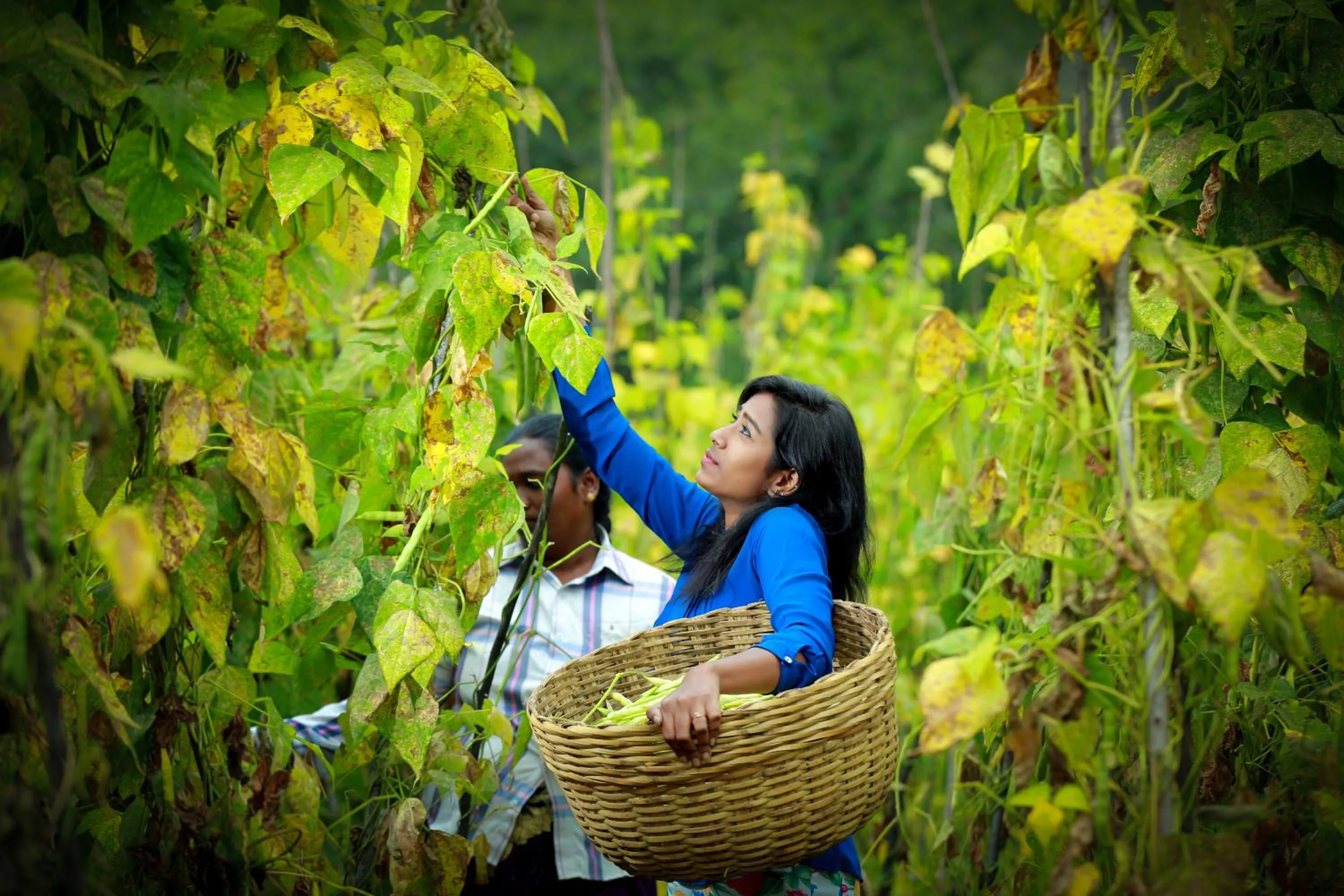 Activities in The Pear County