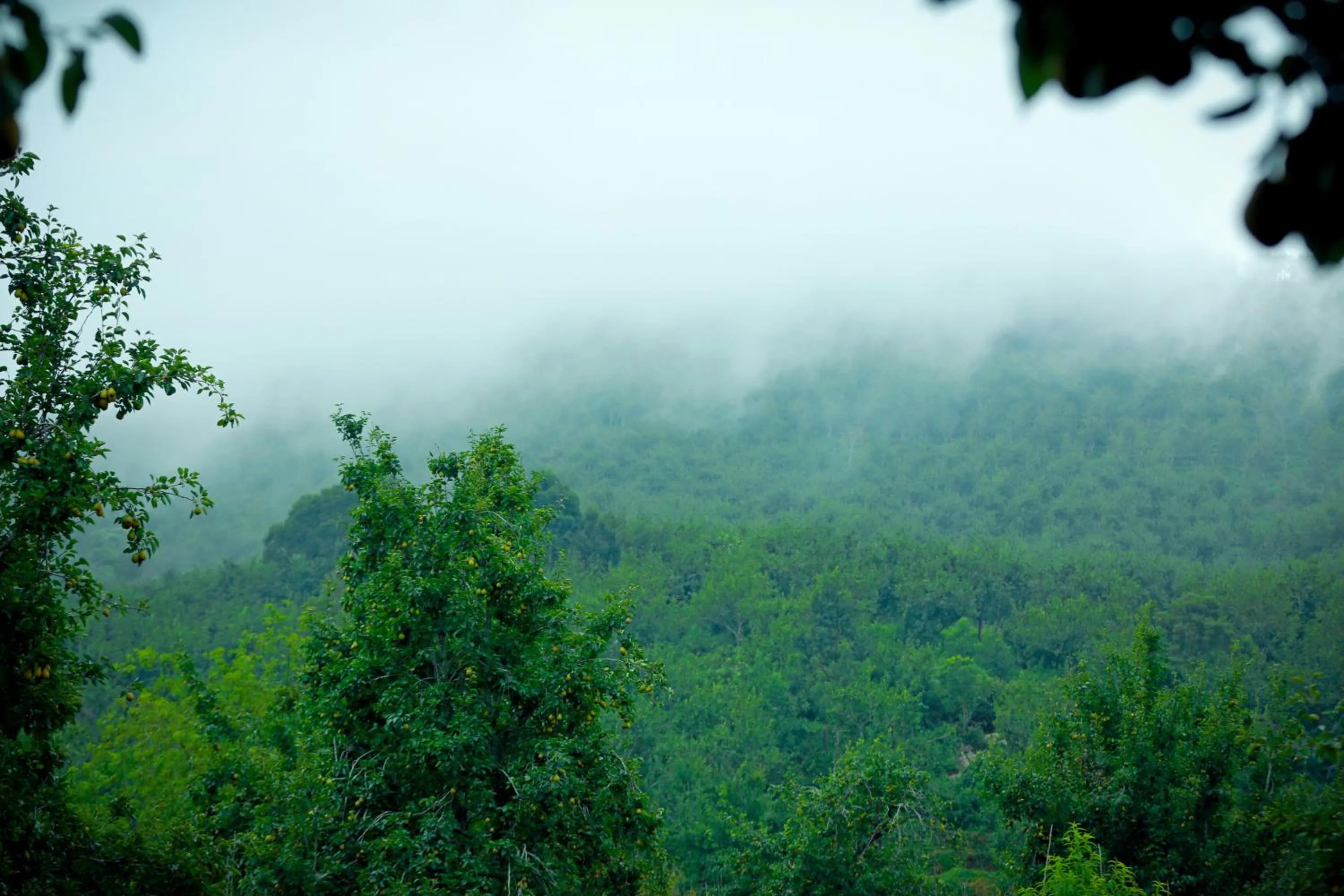 Mountain view in The Pear County