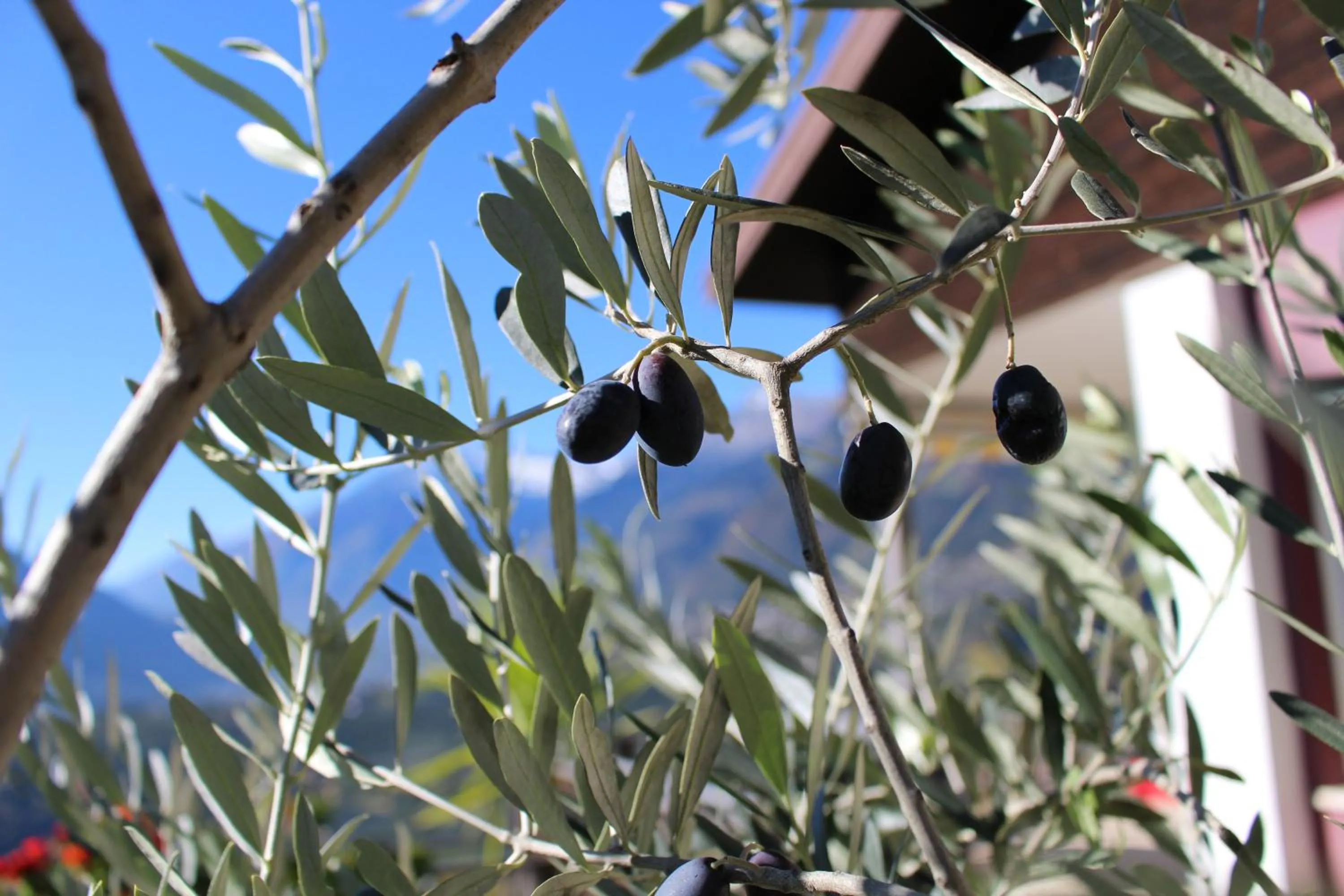 Property building in Schenna Garni Eden Bed & Breakfast