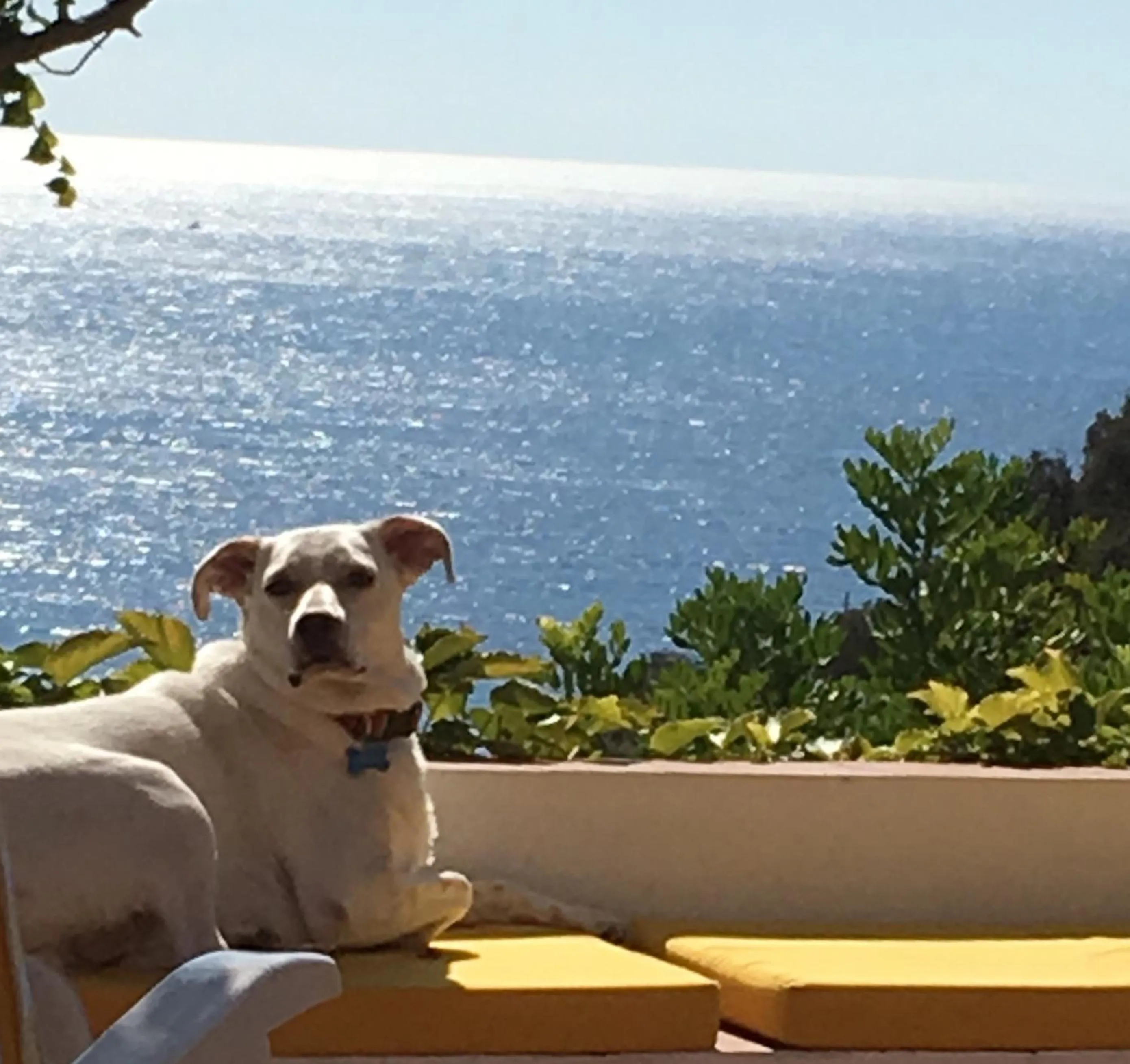 Pets in B&B Le Tre Casette