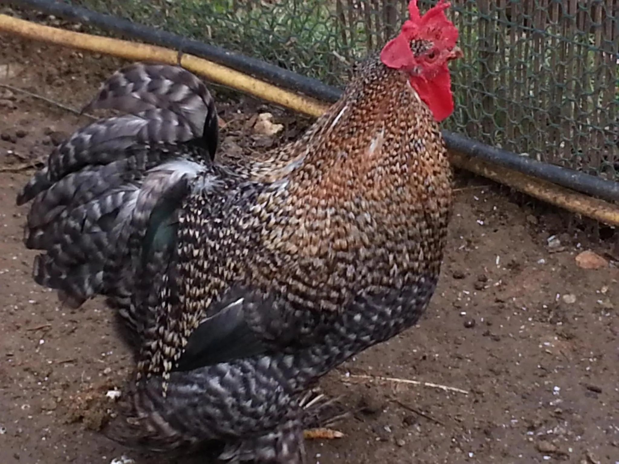 Animals in B&B Antica Botte Sassari