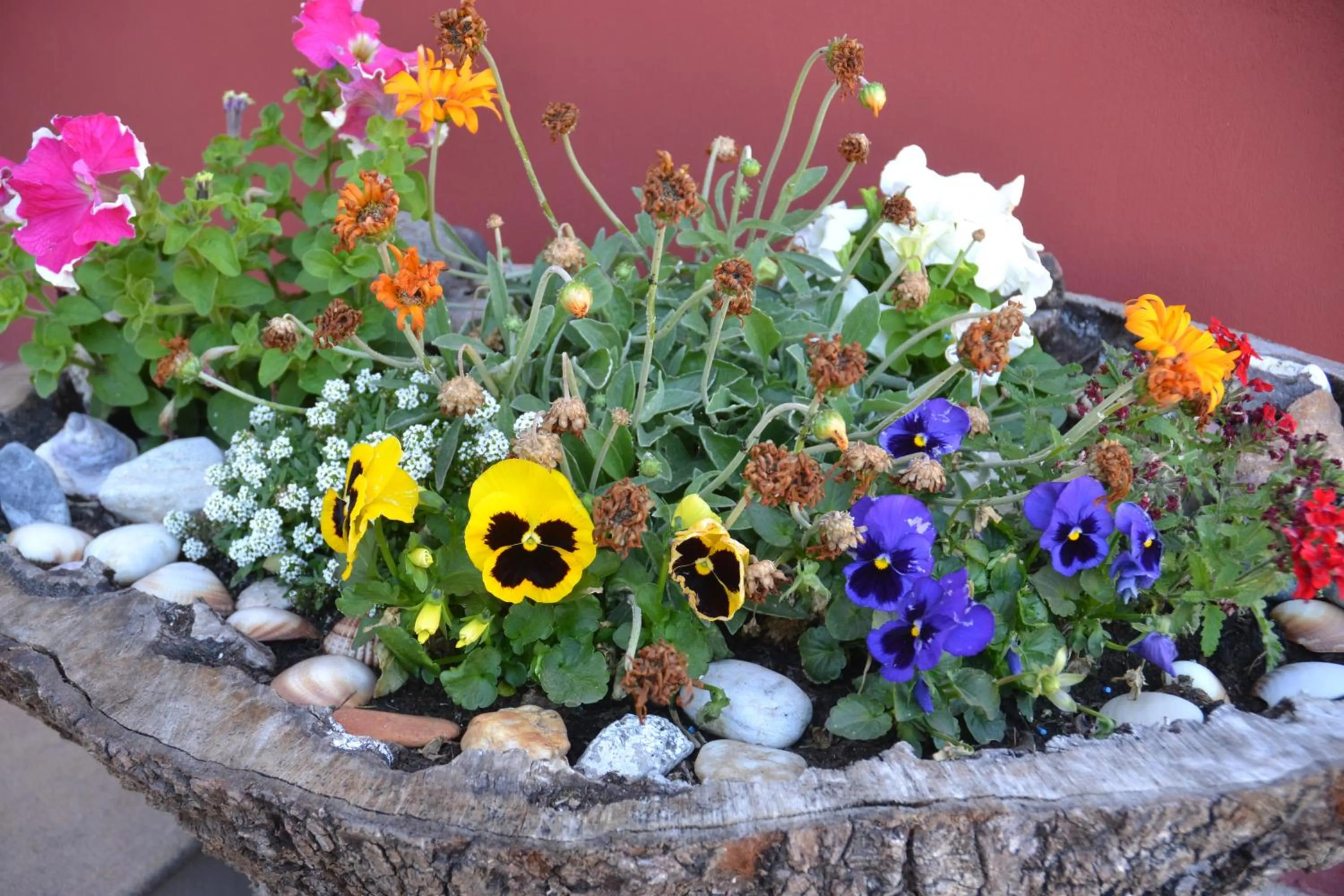 Garden in B&B Antica Botte Sassari