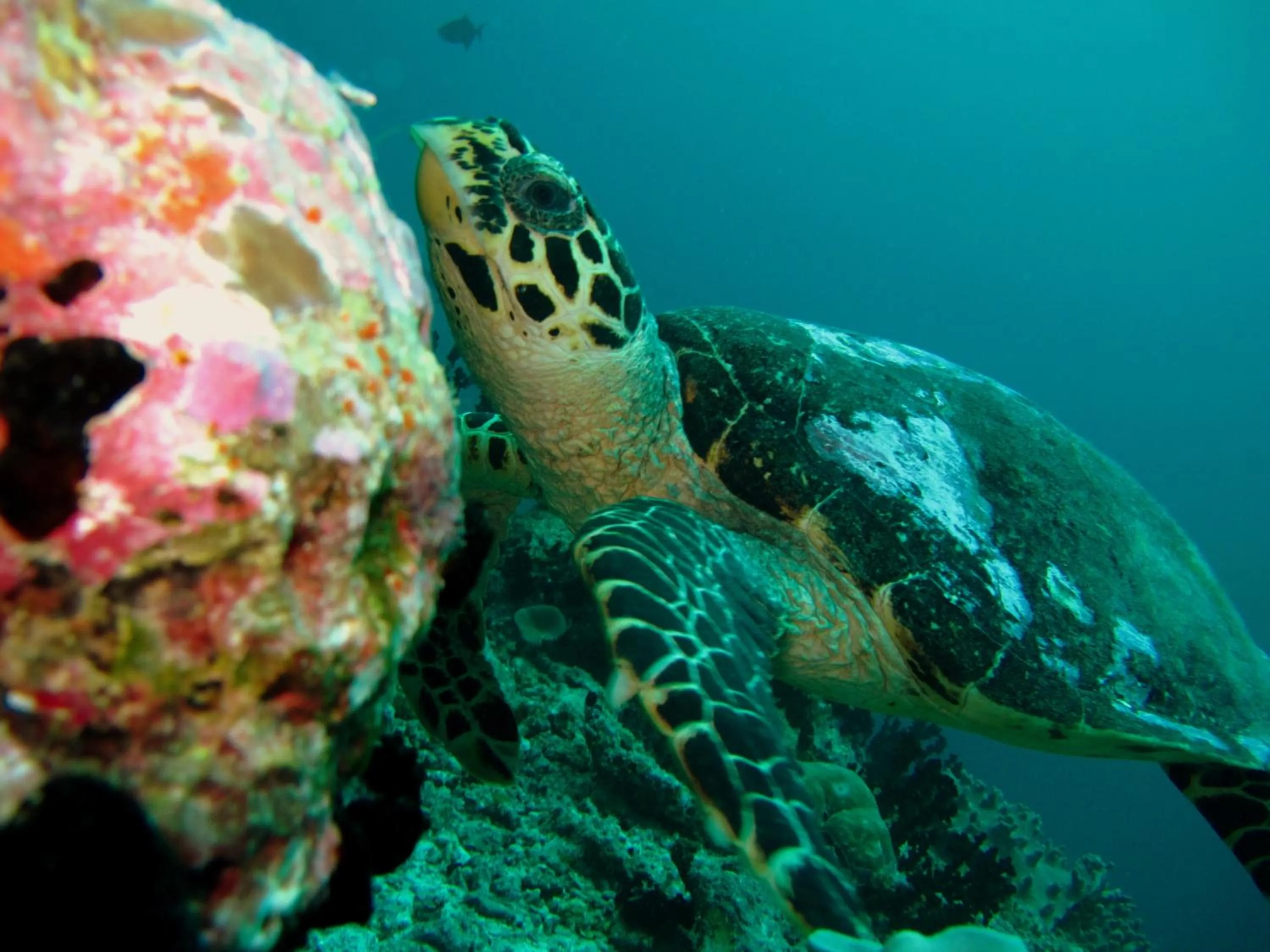 Animals in Eriyadu Island Resort