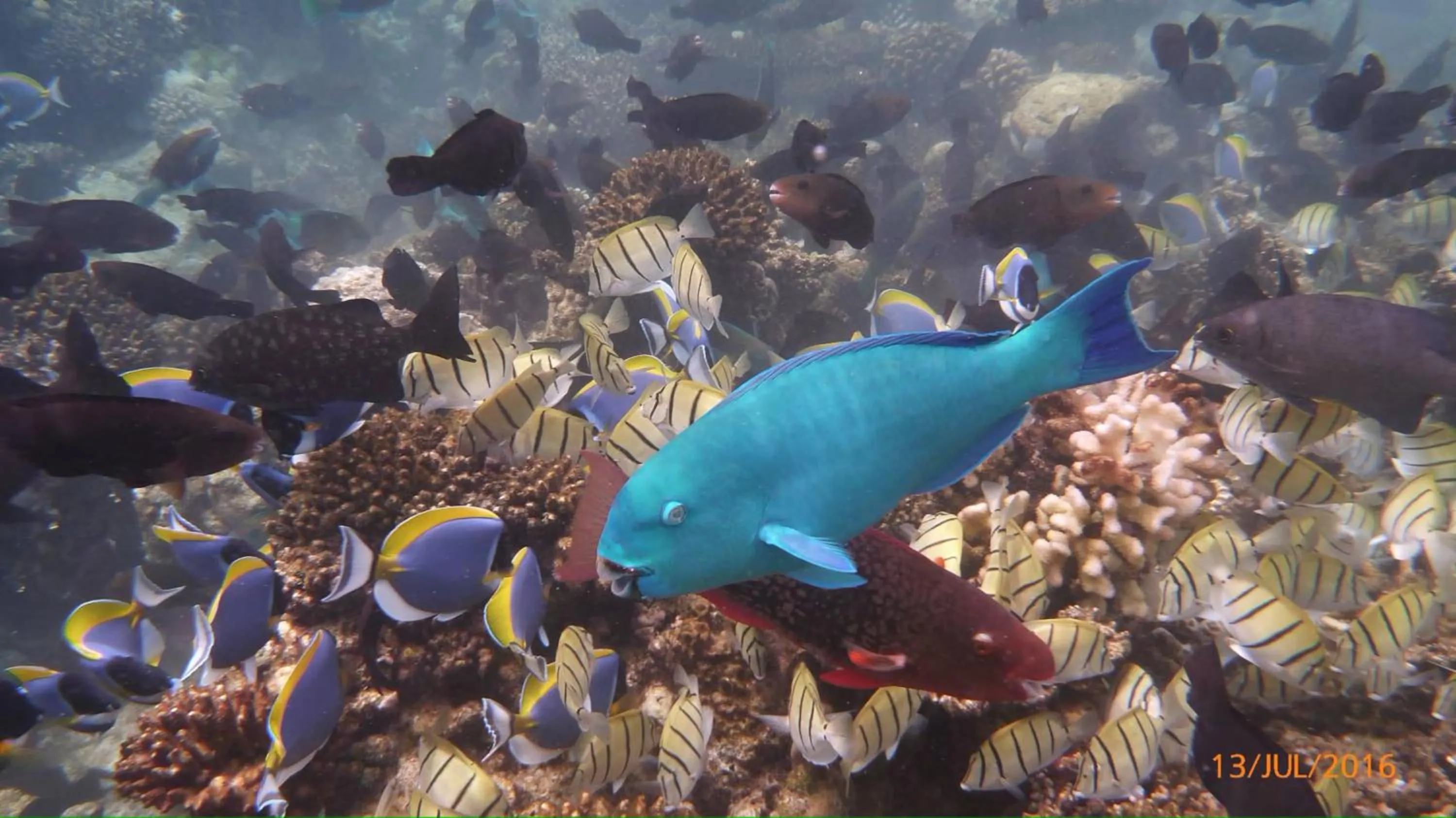 Snorkeling in Eriyadu Island Resort