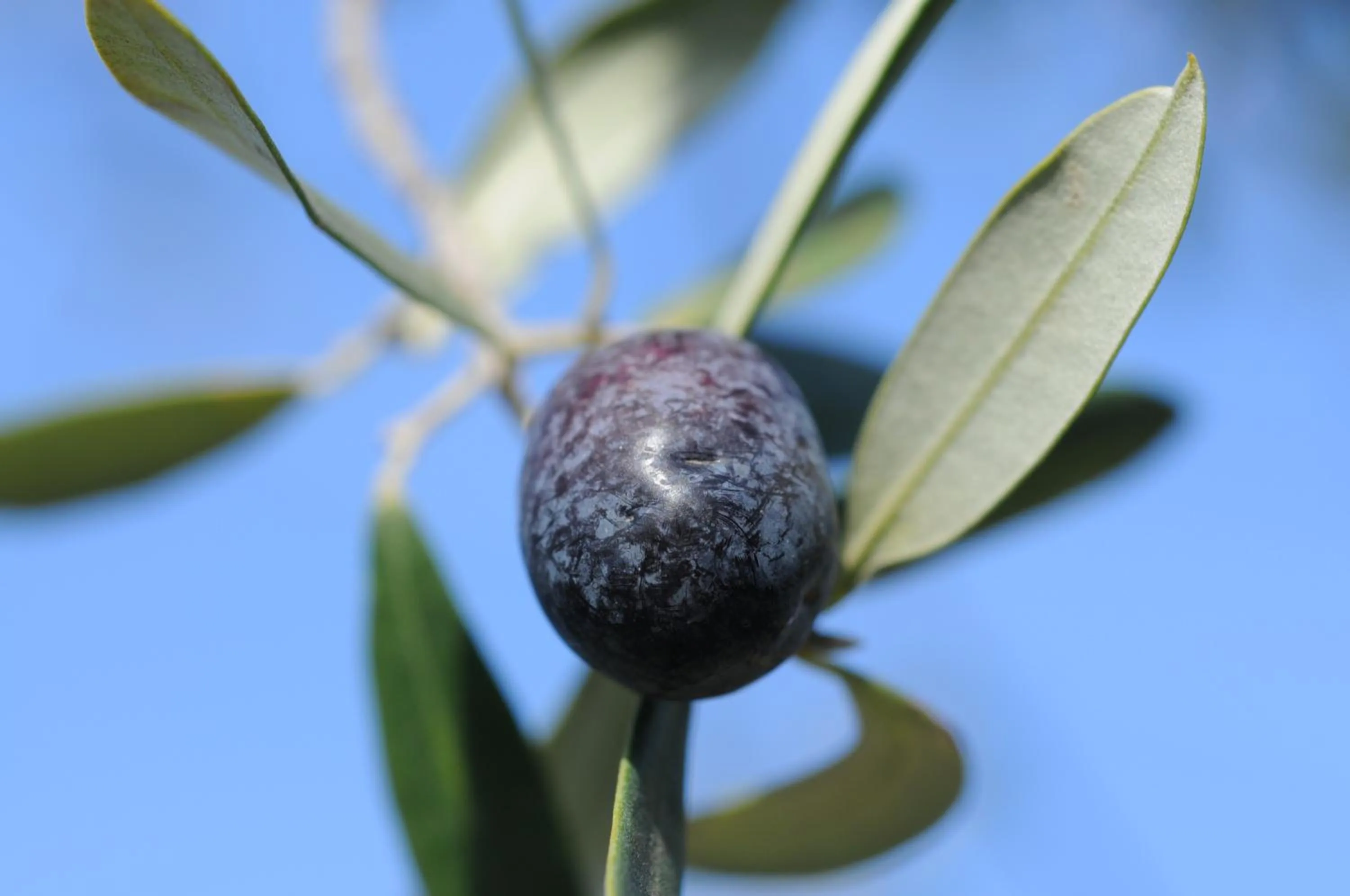 Other in Hotel Olympic