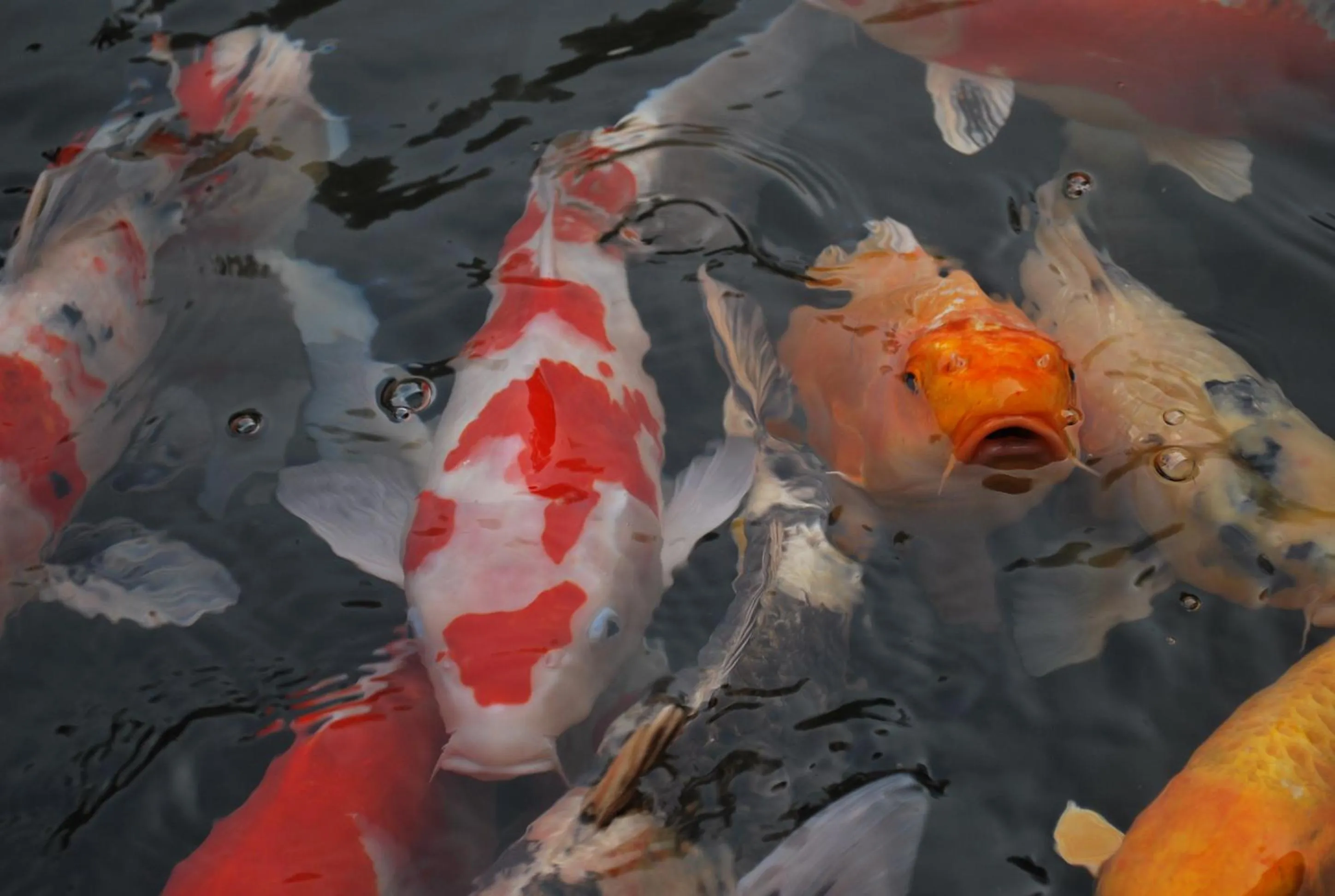 Garden in Akizuki Spa Ryokan Seiryuan