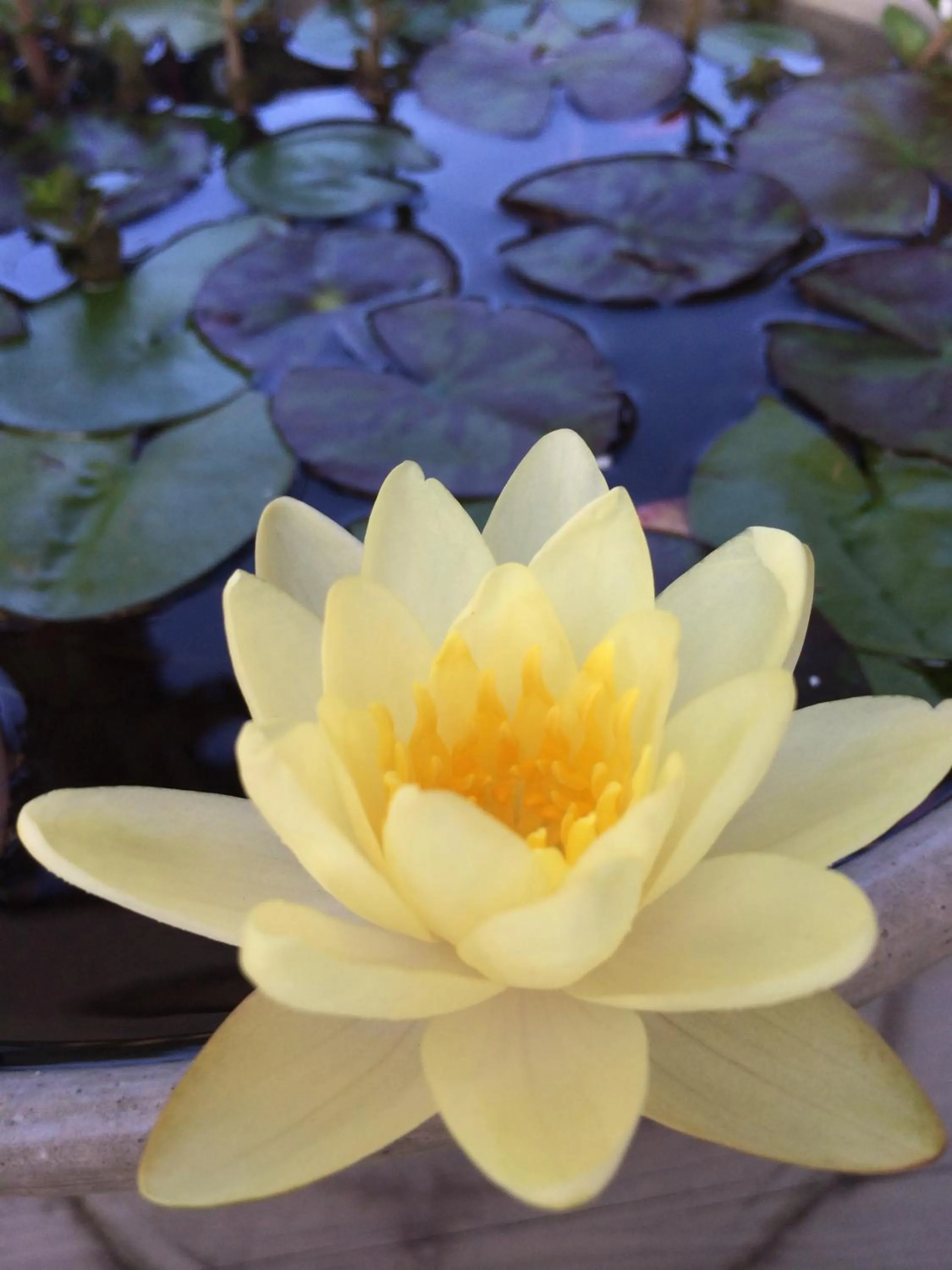 Decorative detail in Den House