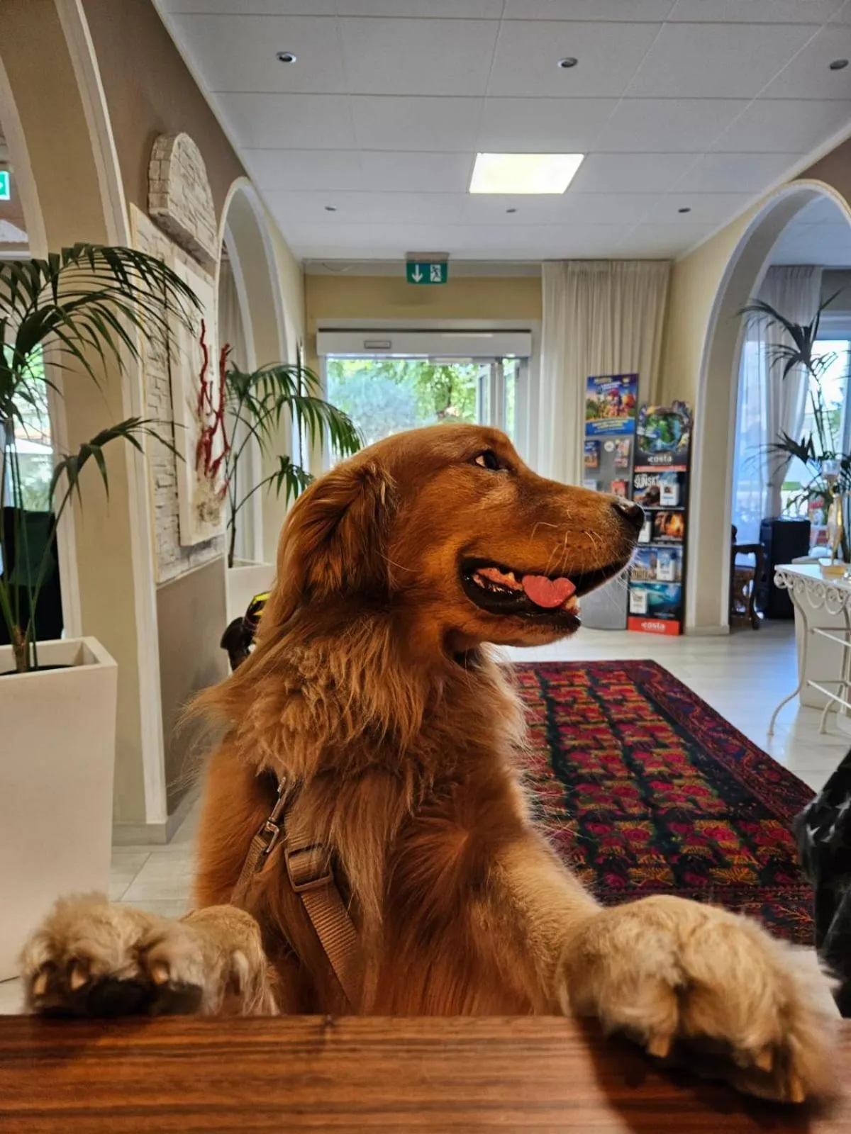 Animals in Hotel Corallo Garnì