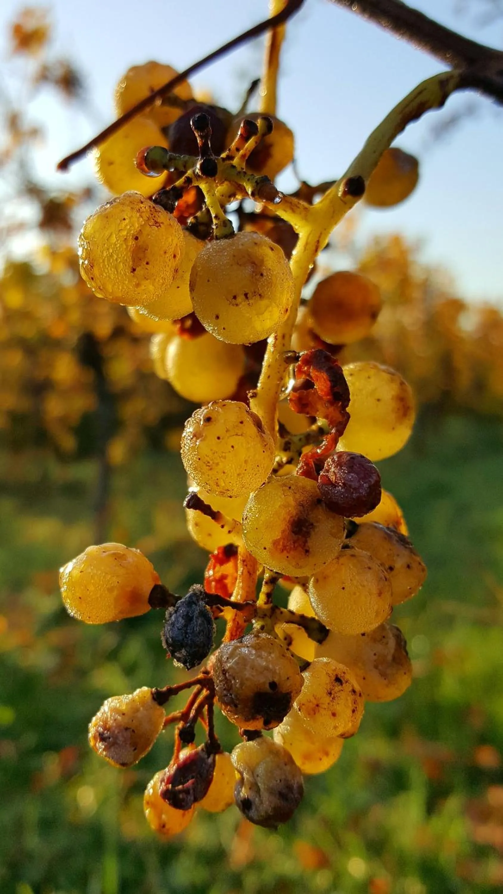 Garden in Hotel Garni Sebastian