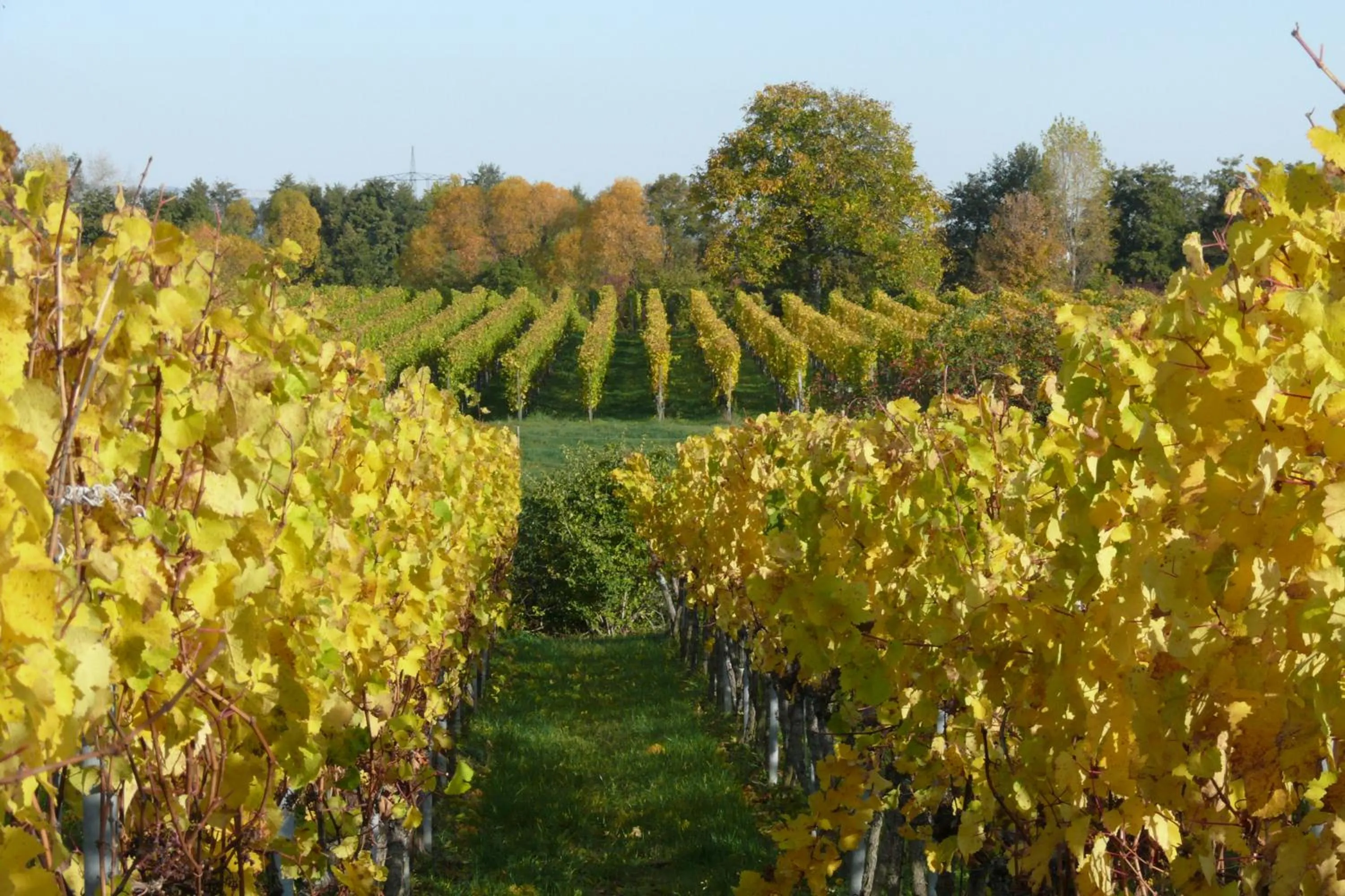 Spring in Hotel Garni Sebastian