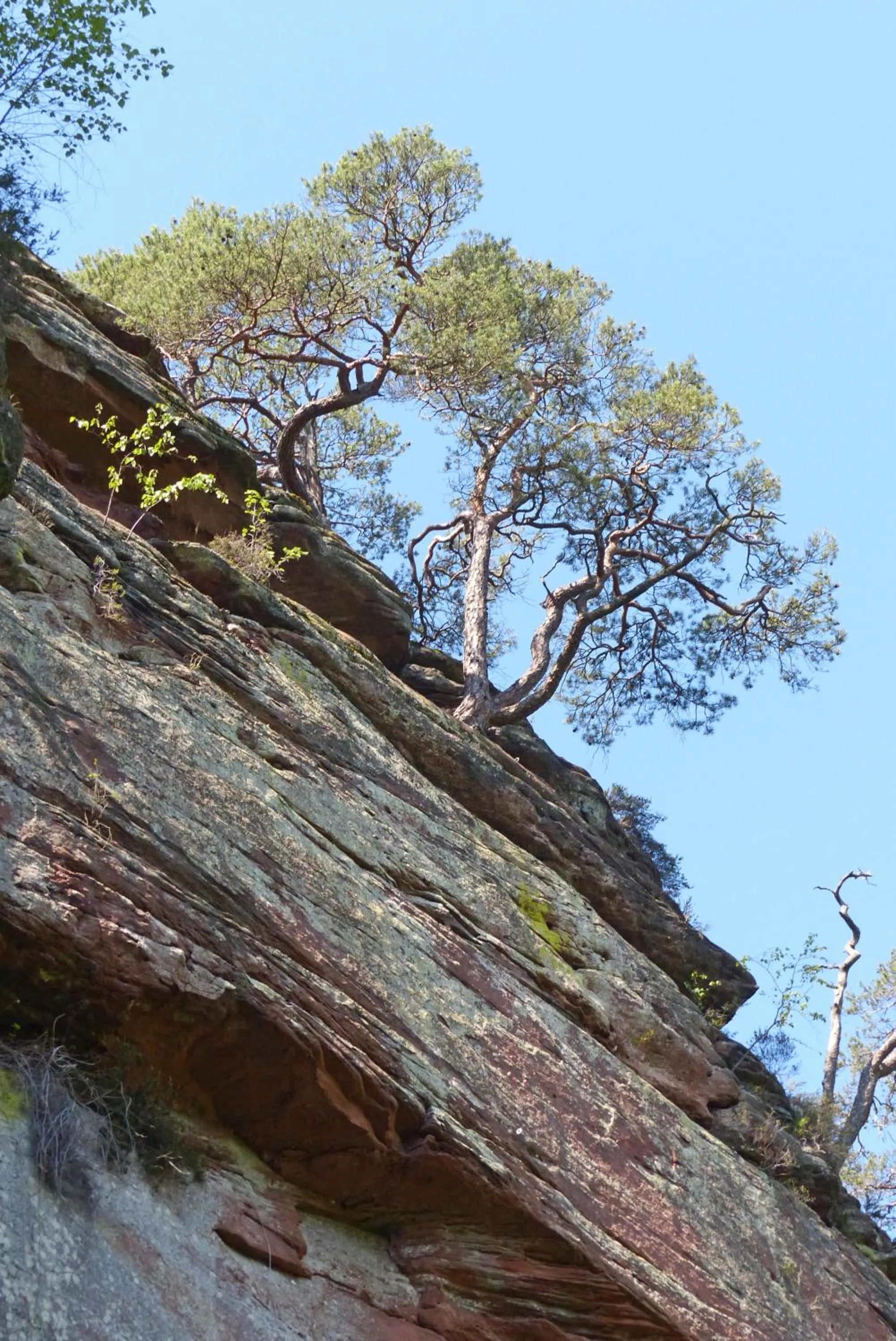 Natural landscape in Hotel Garni Sebastian