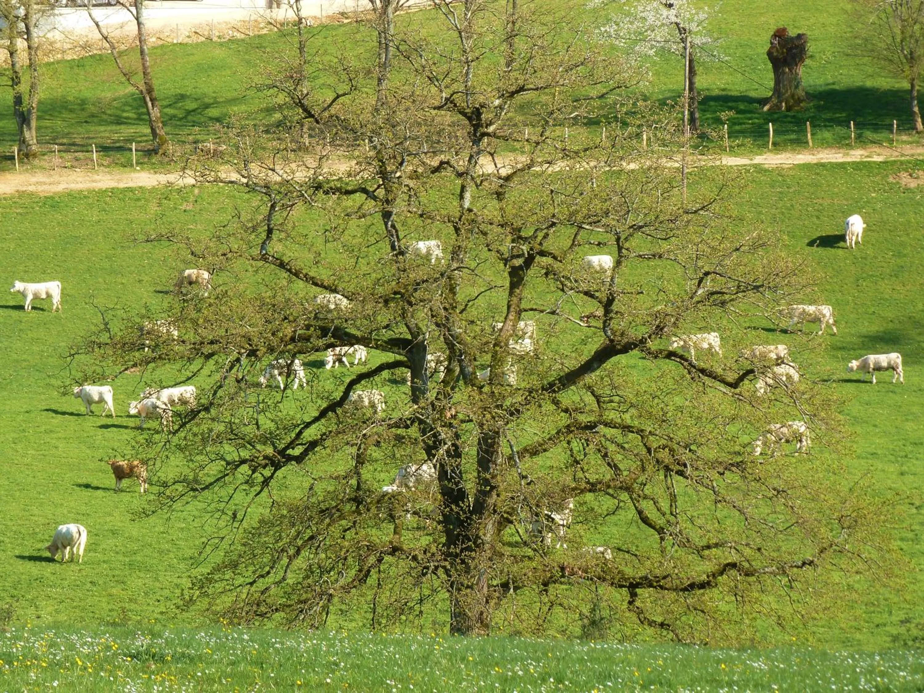 Spring in Domaine Joseph LAFARGE Wine Resort Oeno-tonneaux expérience