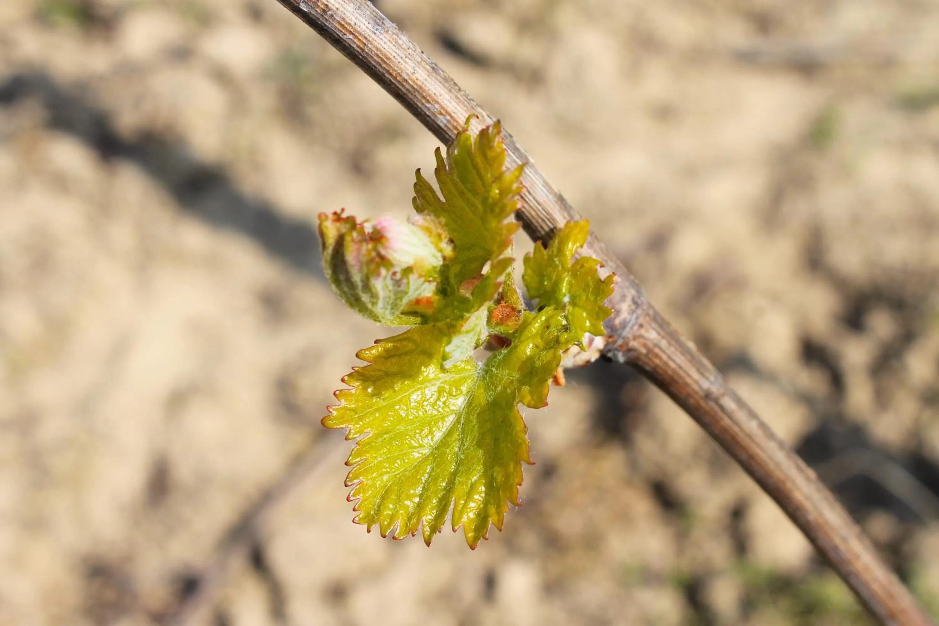 Spring in Domaine Joseph LAFARGE Wine Resort Oeno-tonneaux expérience