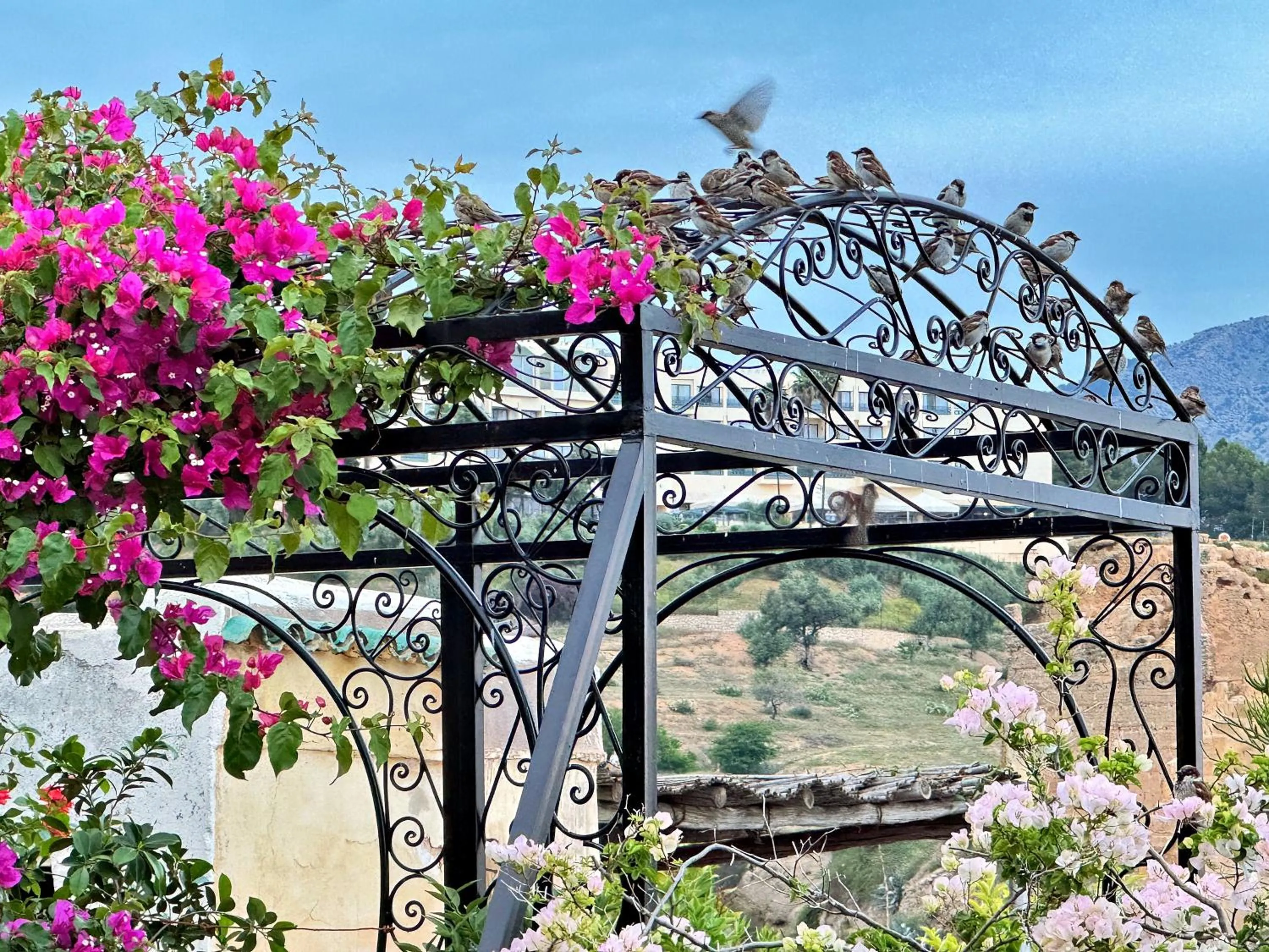 Patio in Riad Toyour- Riad of birds