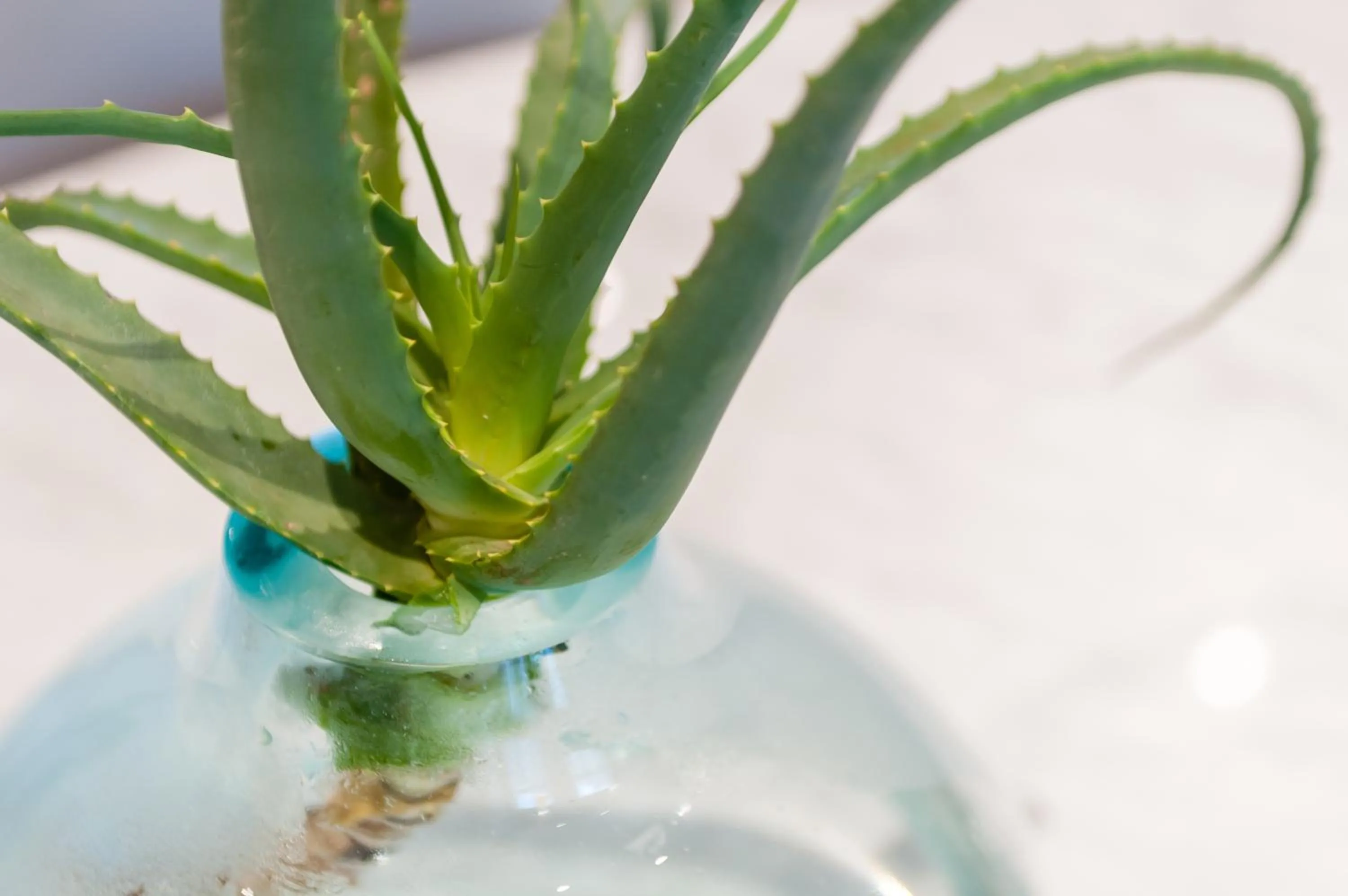 Decorative detail in 107 Dorpstraat Boutique Hotel