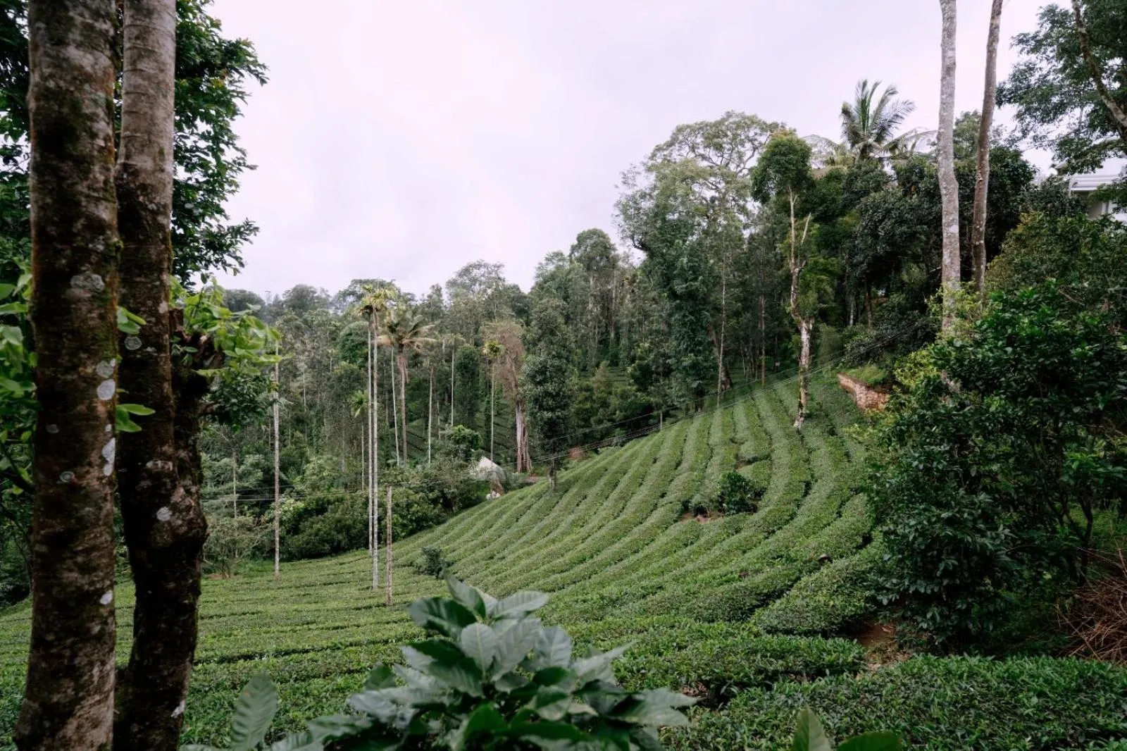 Spring in The Feel Munnar Resort